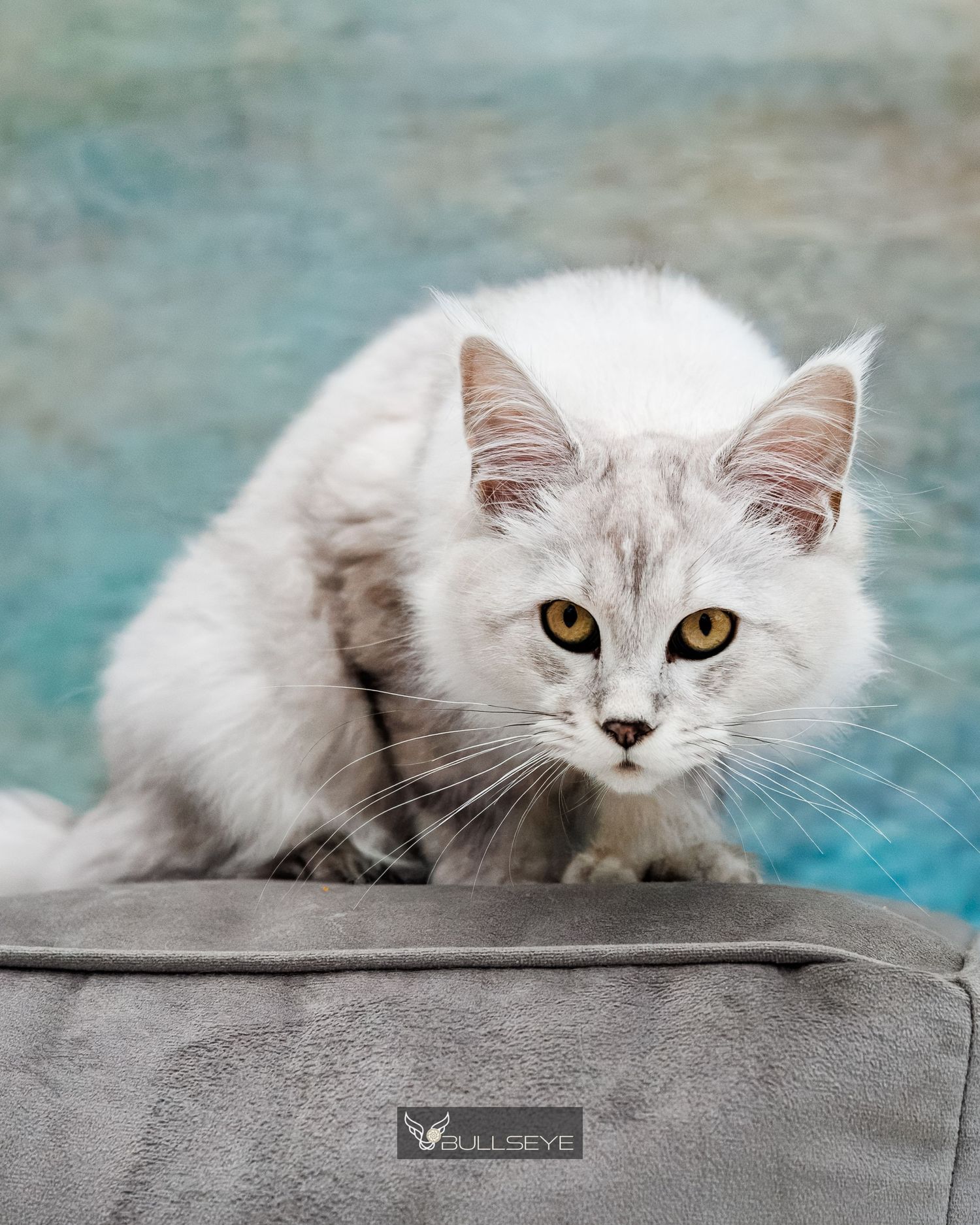 A white Persian cat with golden eyes lounges on a gray blanket in a series of relaxed poses.