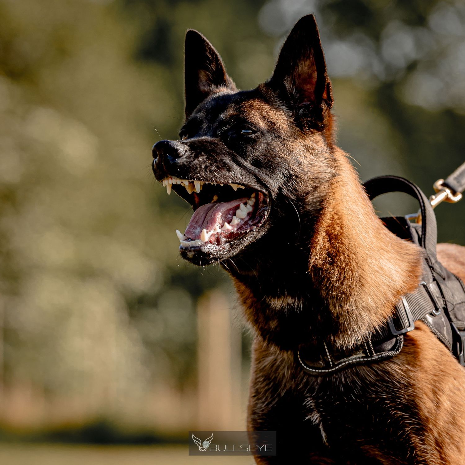 Close-up of Belgian malinois with open mouth showing teeth during training.