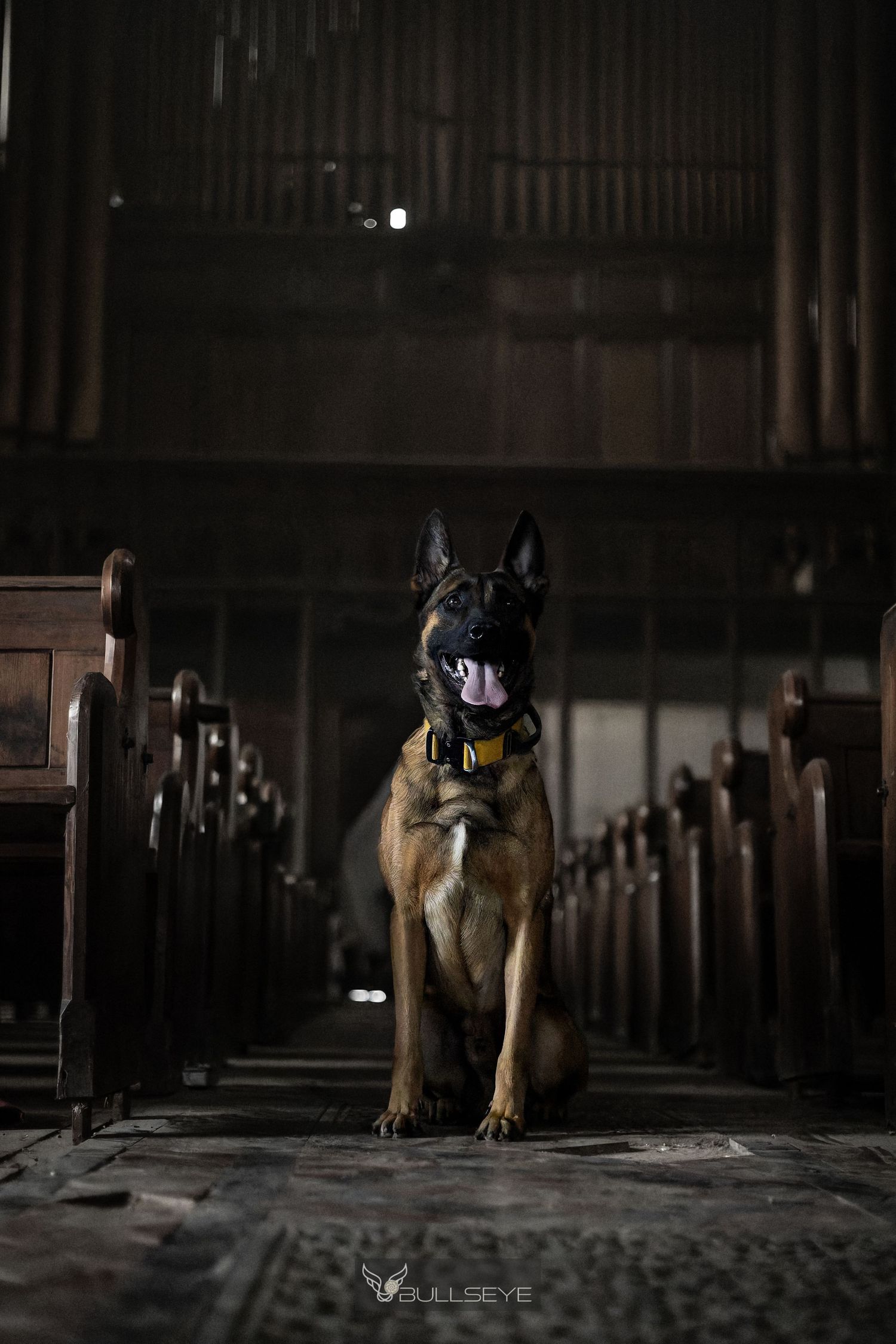 Belgian Malinois dog trains in a dimly lit indoor facility with tactical equipment.