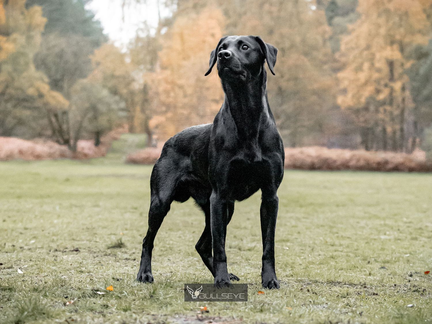 Black Labrador dog standing alert in a grassy field during fall.