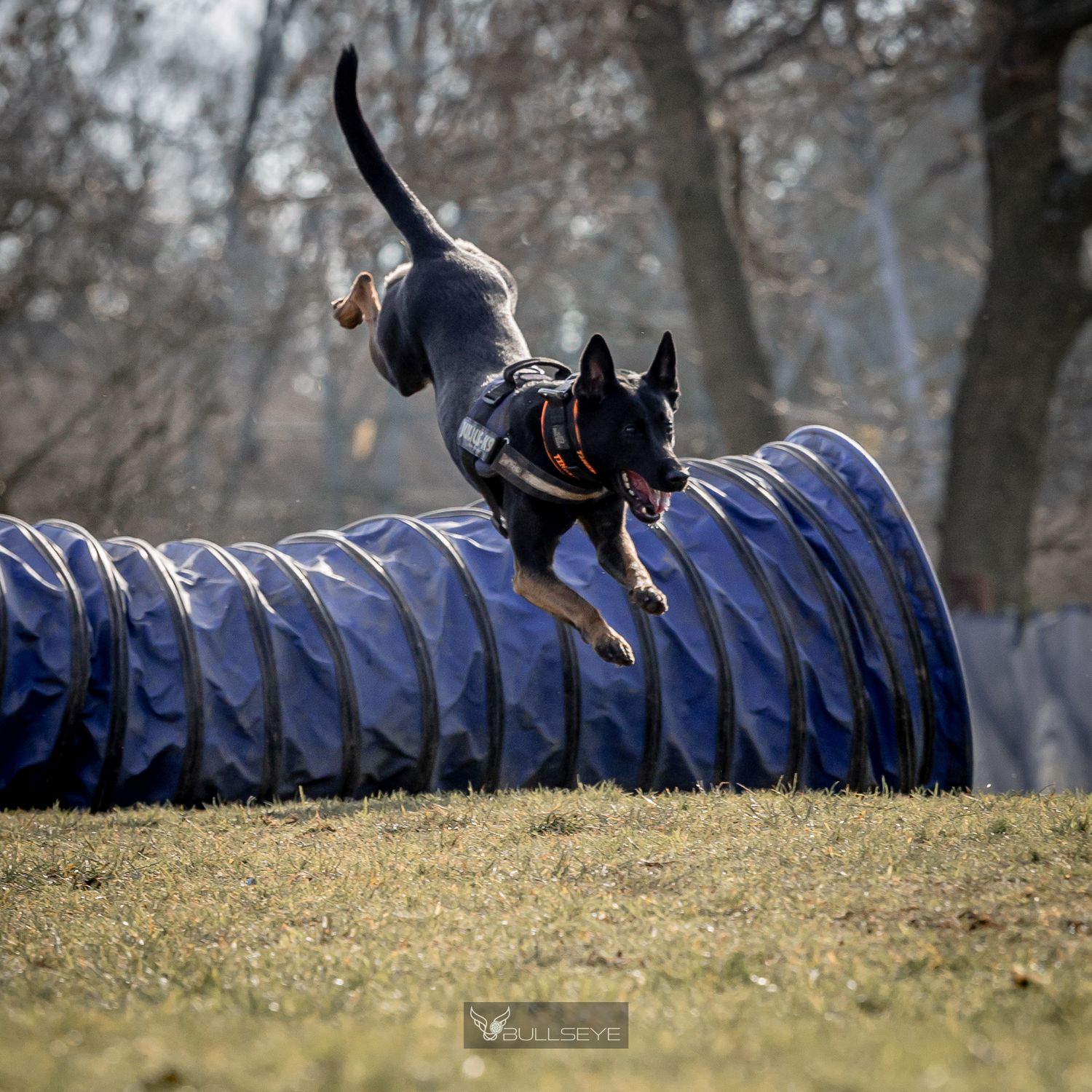 Small dog running through blue agility tunnel during training exercise.