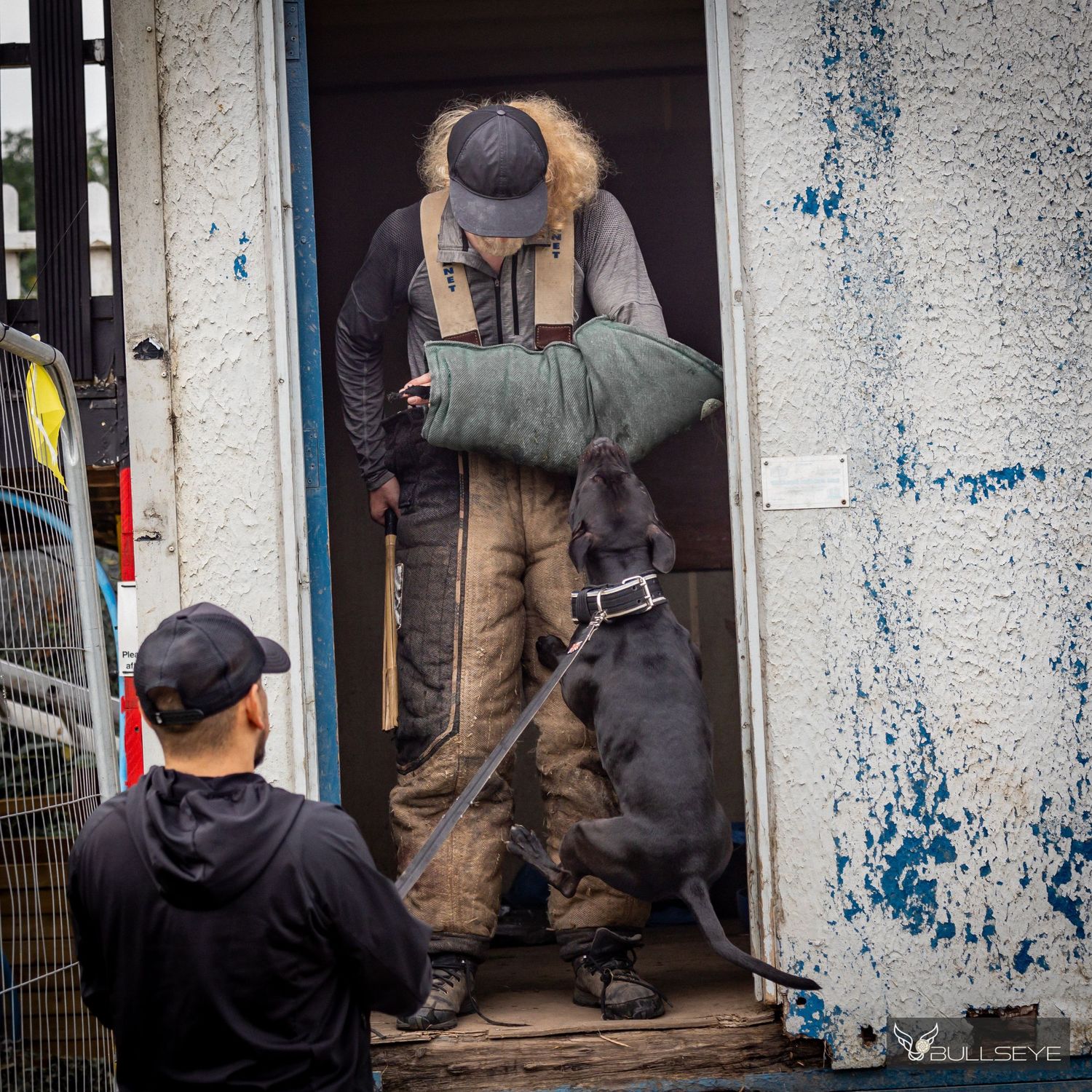 A dog performing a bite training exercise in protective gear at a training facility.