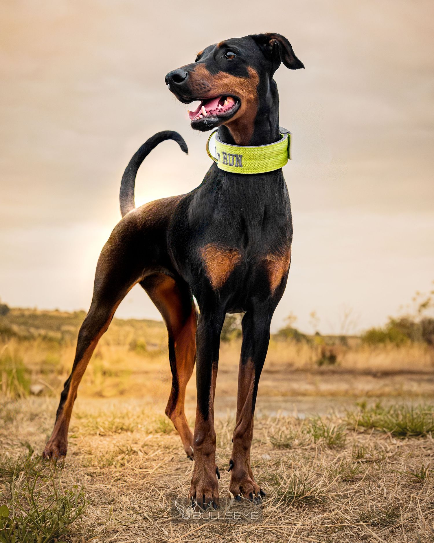 Doberman wearing reflective collar standing proudly in golden evening light.