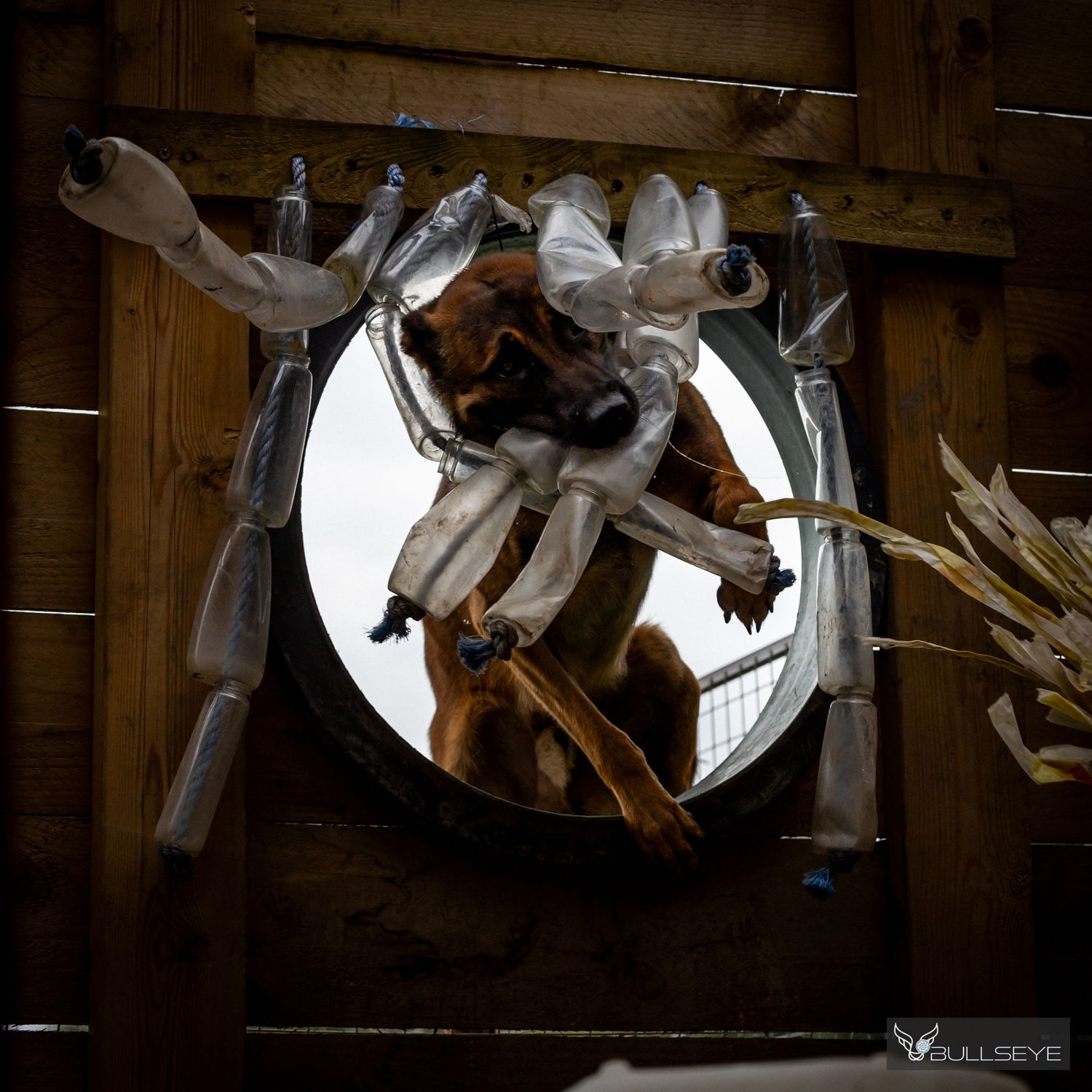 A dog jumping through an illuminated circular window in a dark wooden setting.