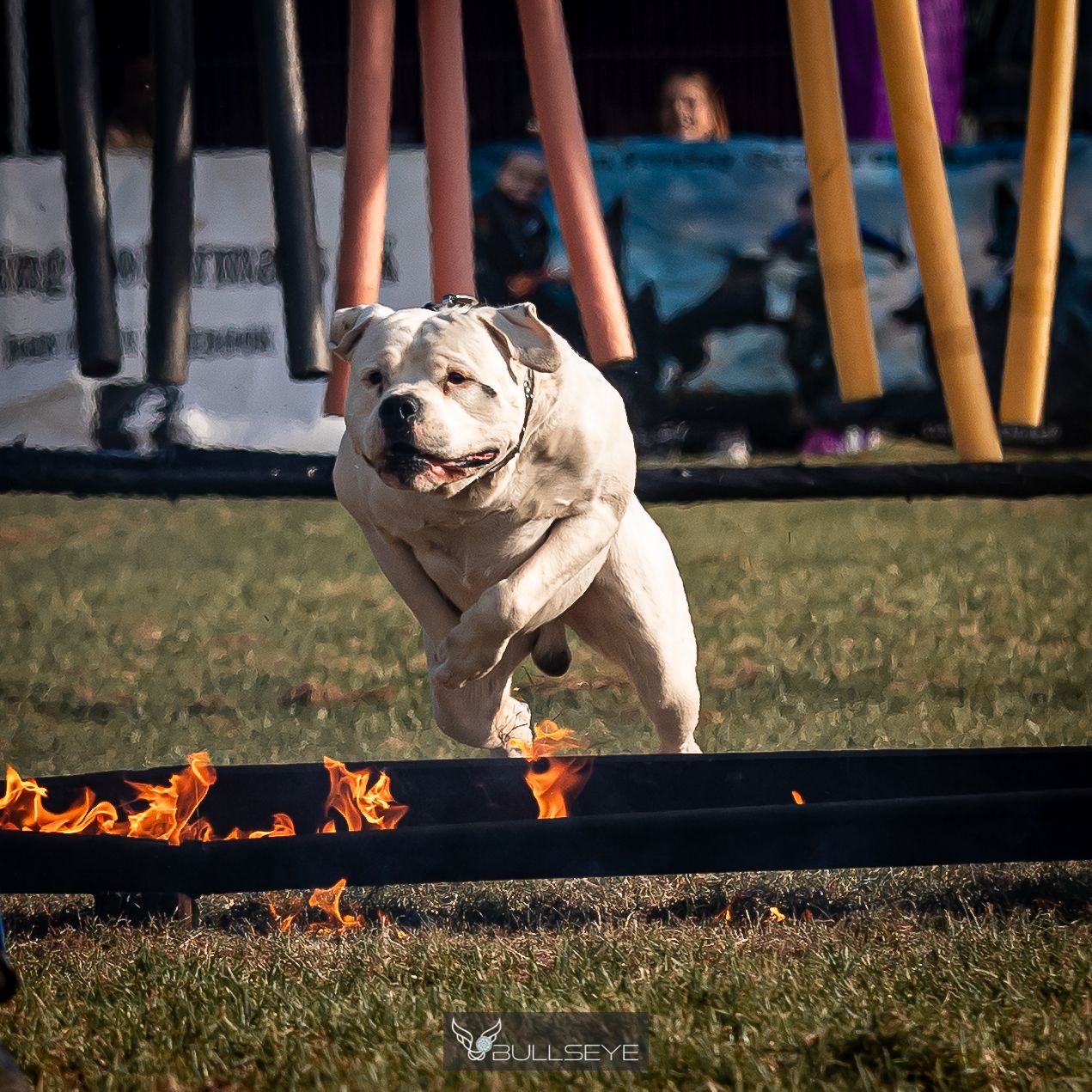 Dog agility performance with fire elements showing a jump sequence on grass.