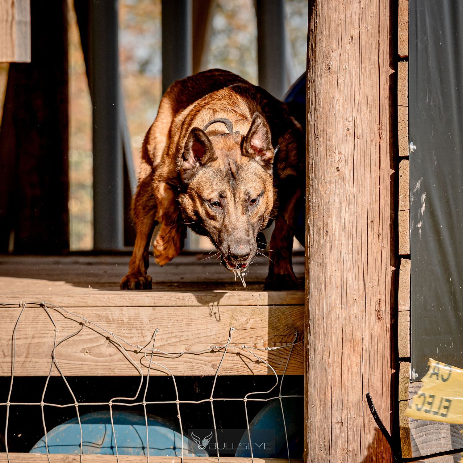 Brown dog looking down intensely from wooden deck.