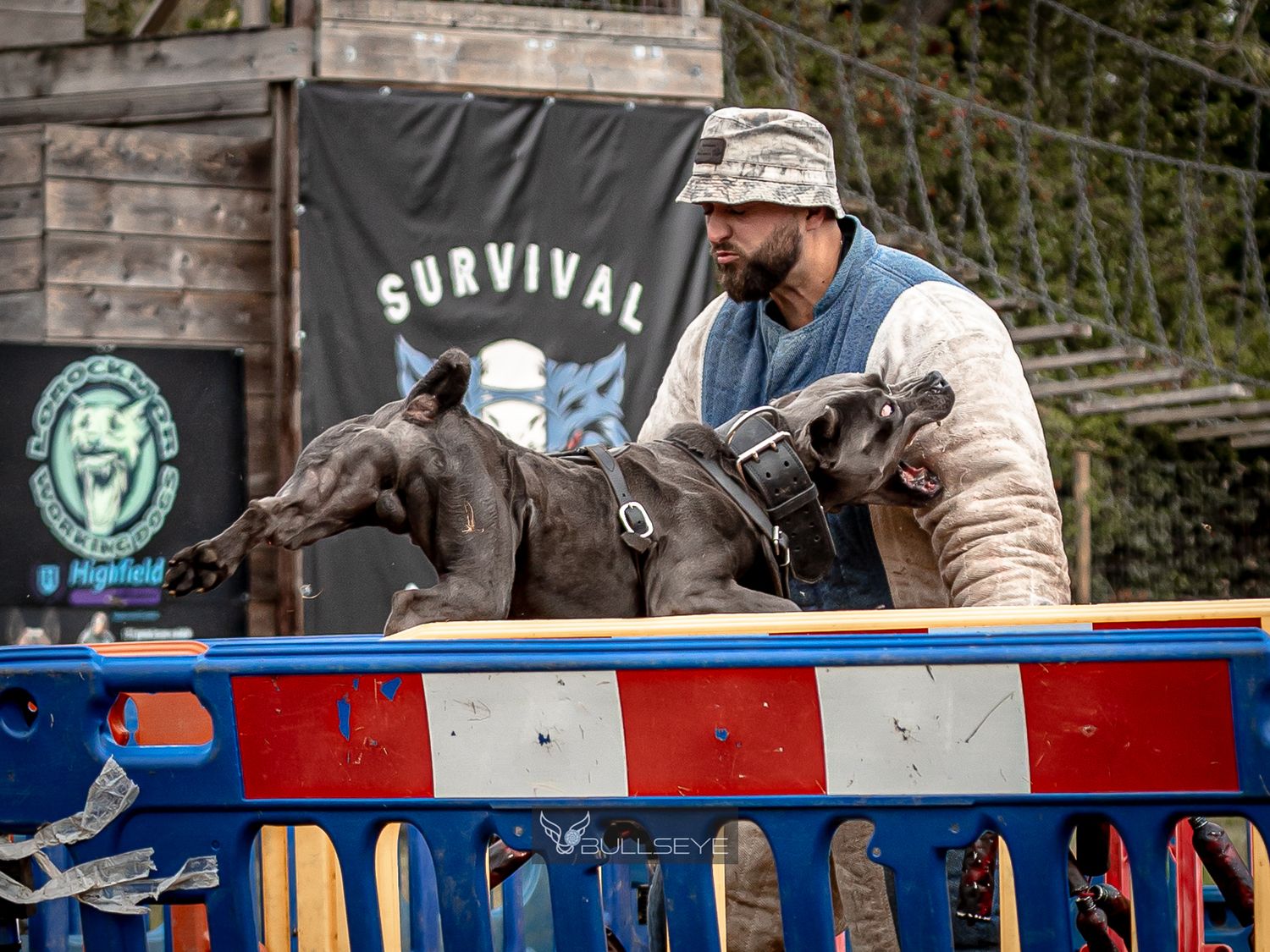 cane corso during an outdoor training session.