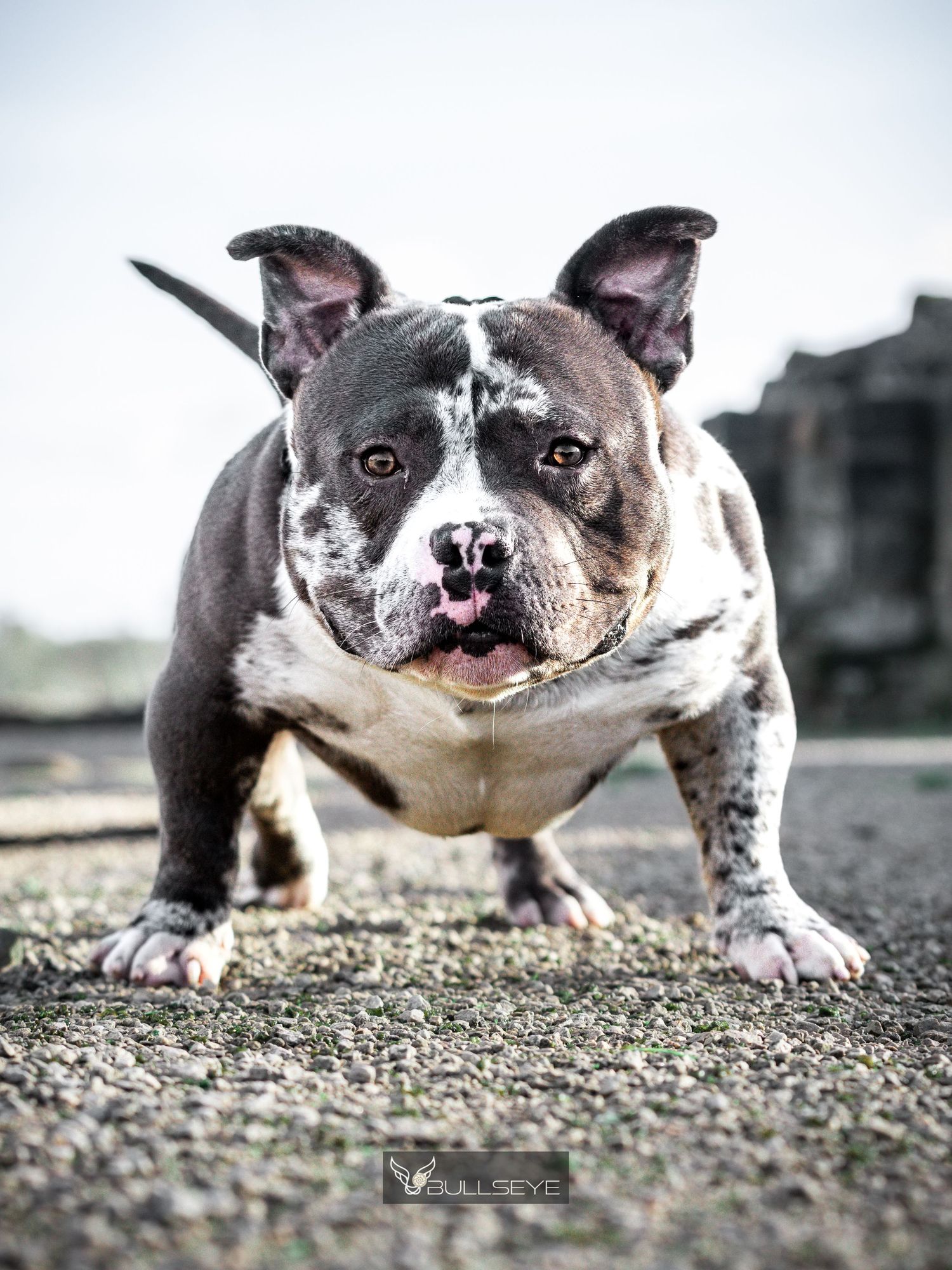 A close-up sequence of a gray and white bulldog's face from different angles on gravel ground.