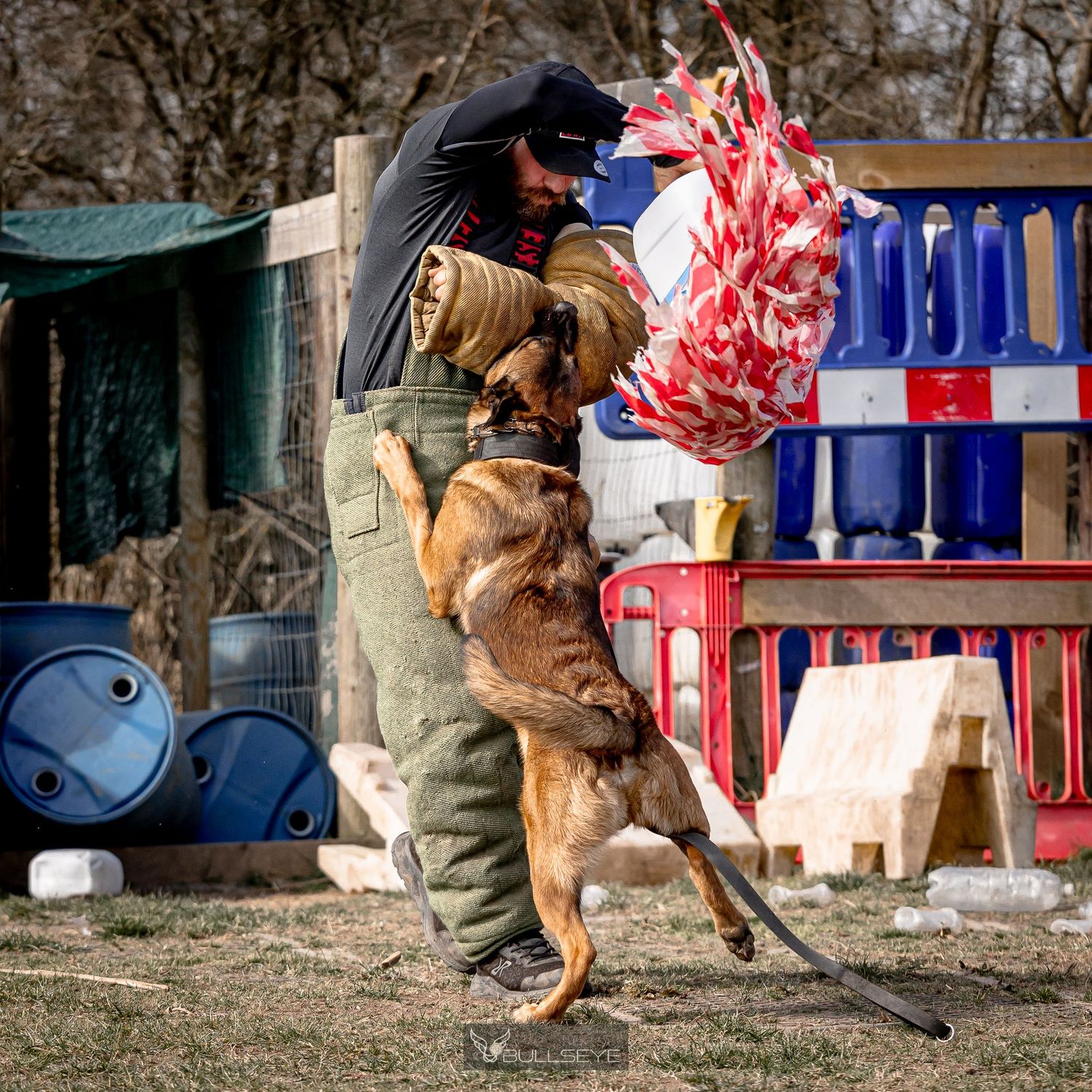 Working dog jumping to bite training equipment during exercise.