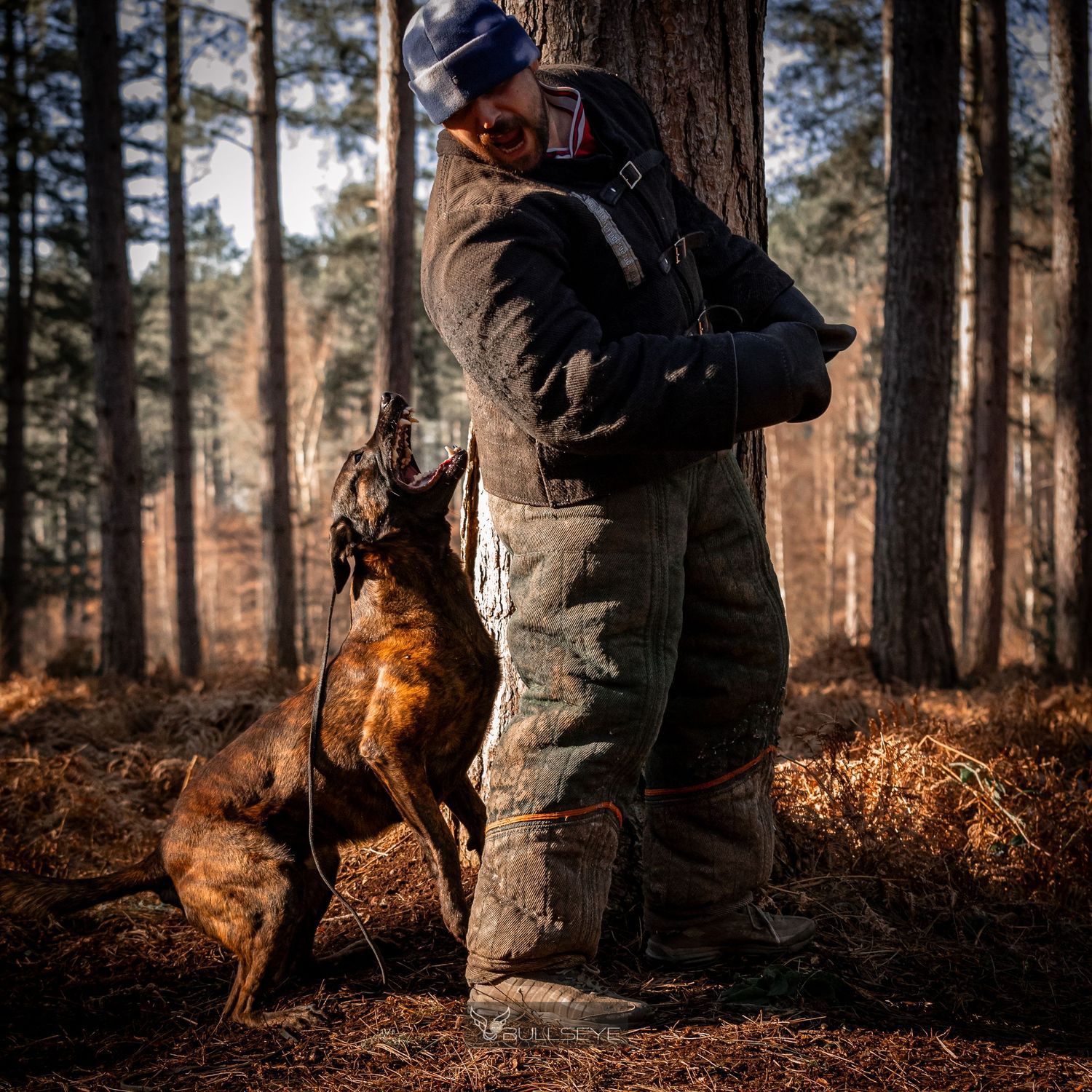 Training sequence of a working dog in a forest setting with autumn colors.