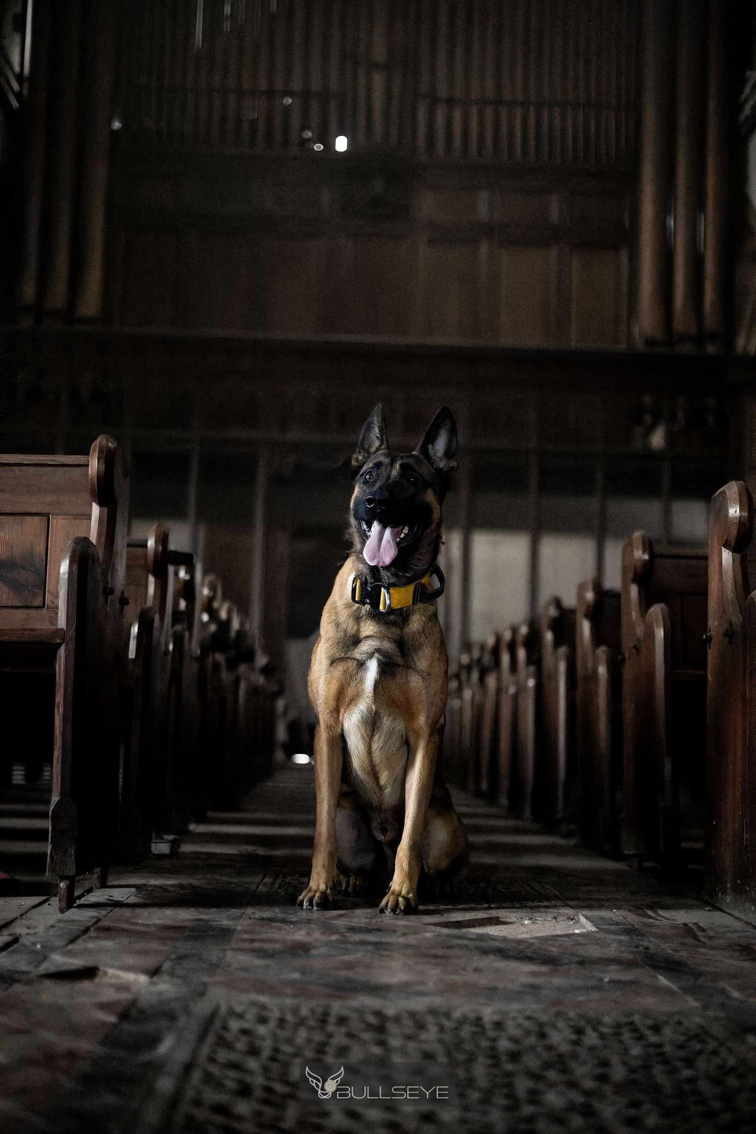 Belgian Malinois conducting indoor search training in dimly lit corridor.