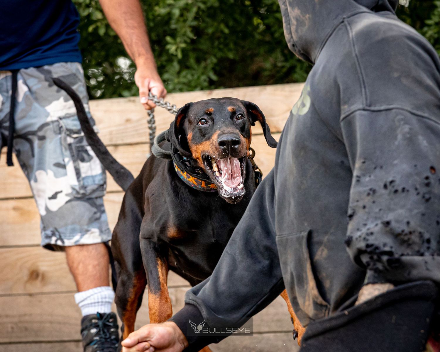 Black dog showing teeth during protection training exercise.