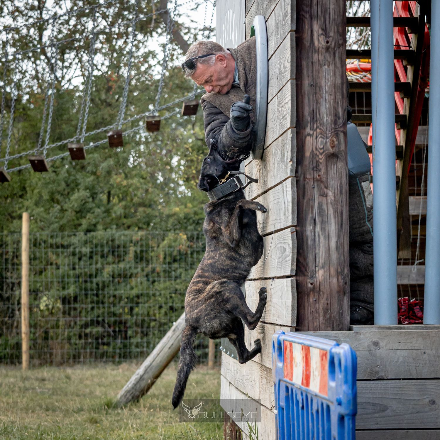 Belgian Malinois climbing vertical wall during advanced outdoor training exercise.
