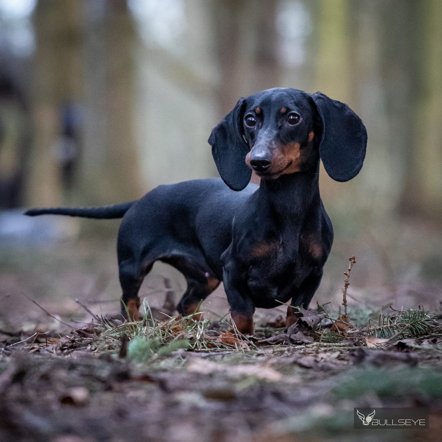 Black dachshund dogs exploring fallen leaves in forest setting.
