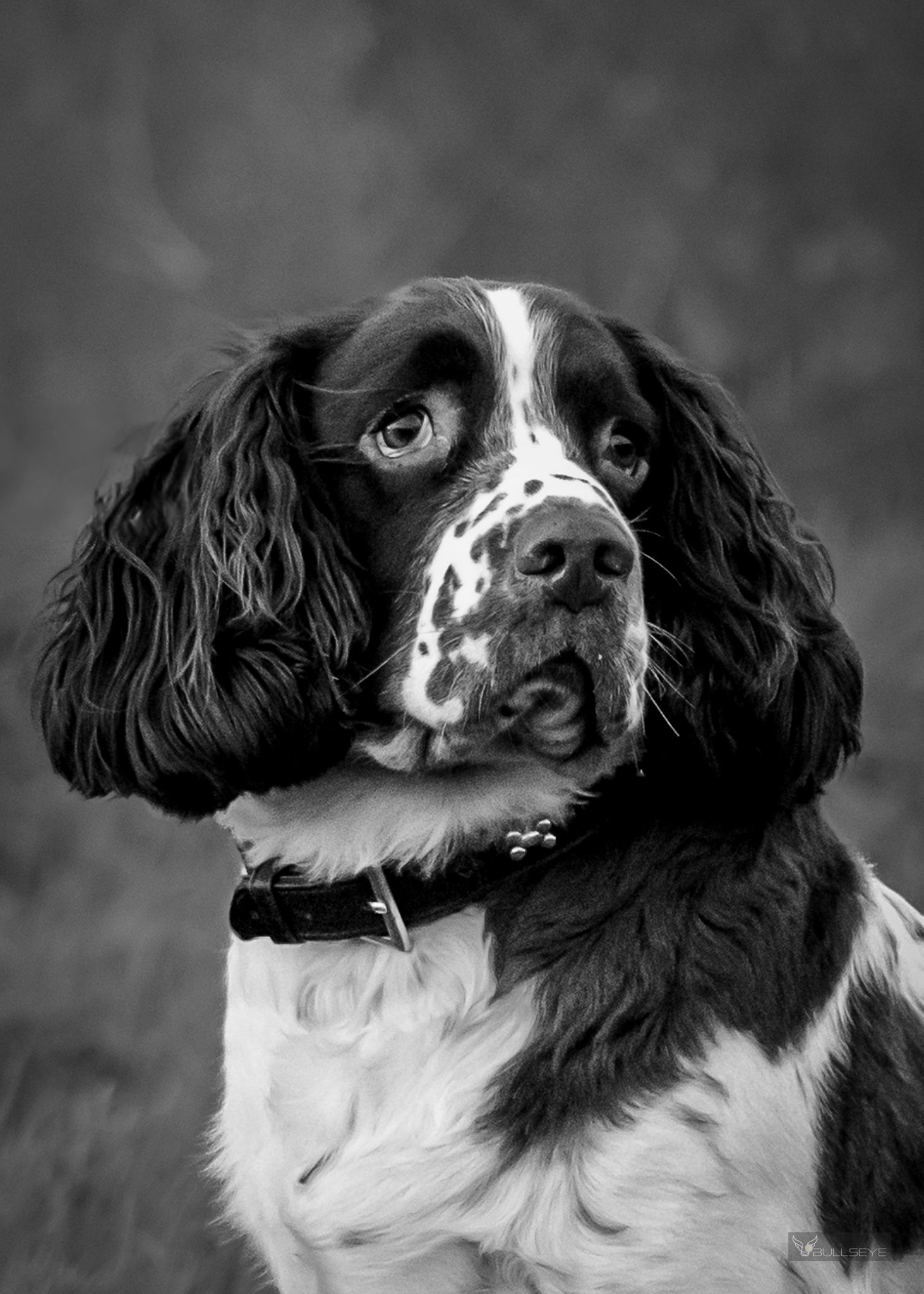 Black and white portrait of a Springer Spaniel dog with long ears and spotted coat.