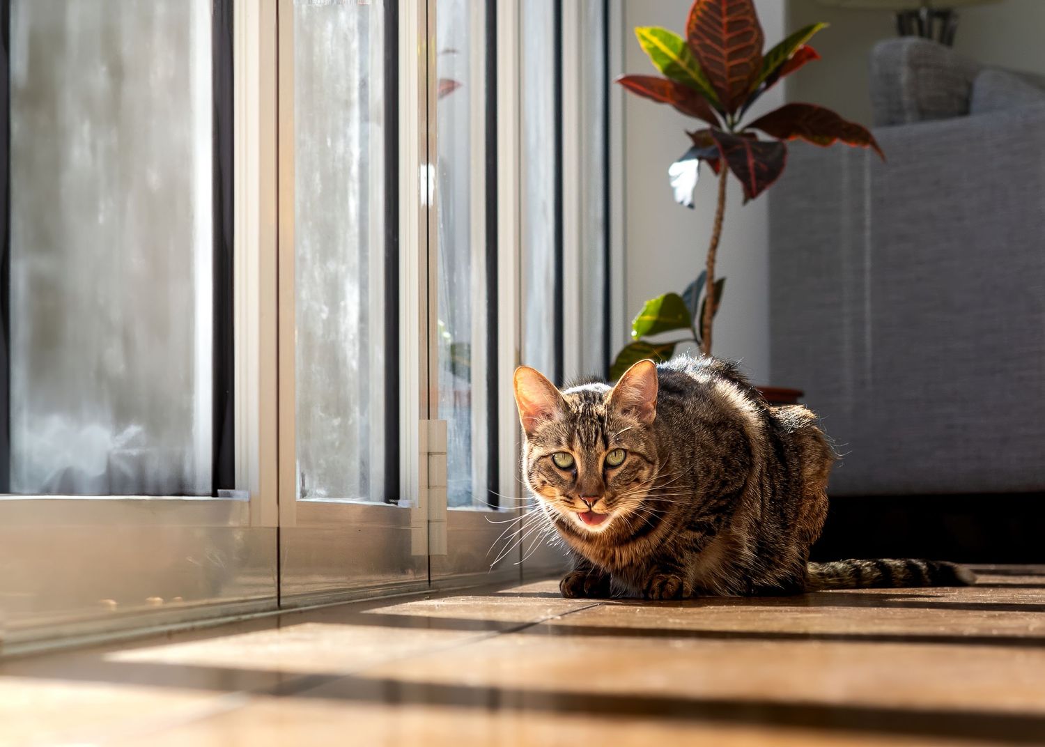 Tabby cat lounging in sunlit doorway next to potted plant.