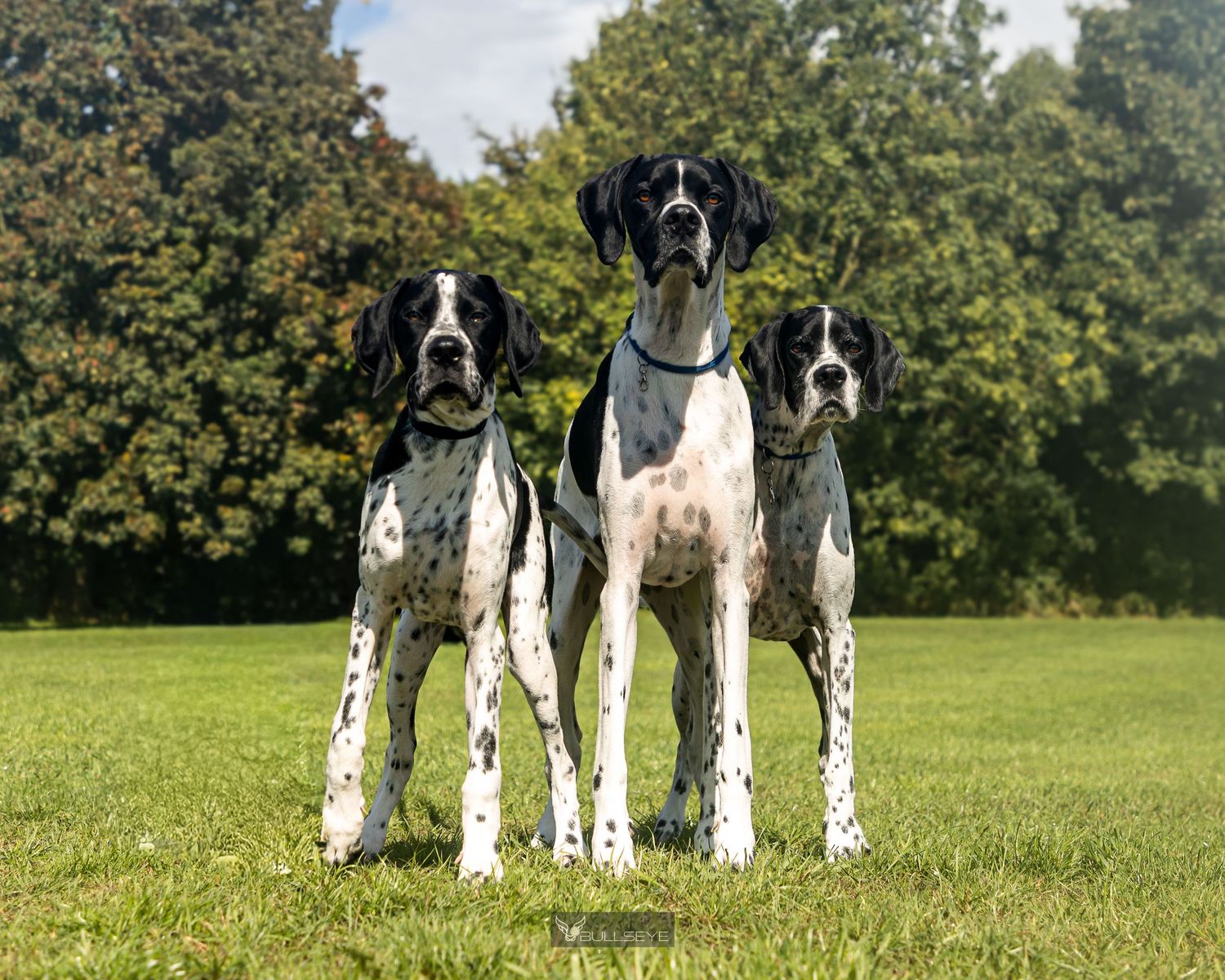 Three black and white English Pointer dogs standing together on grass with trees behind them.