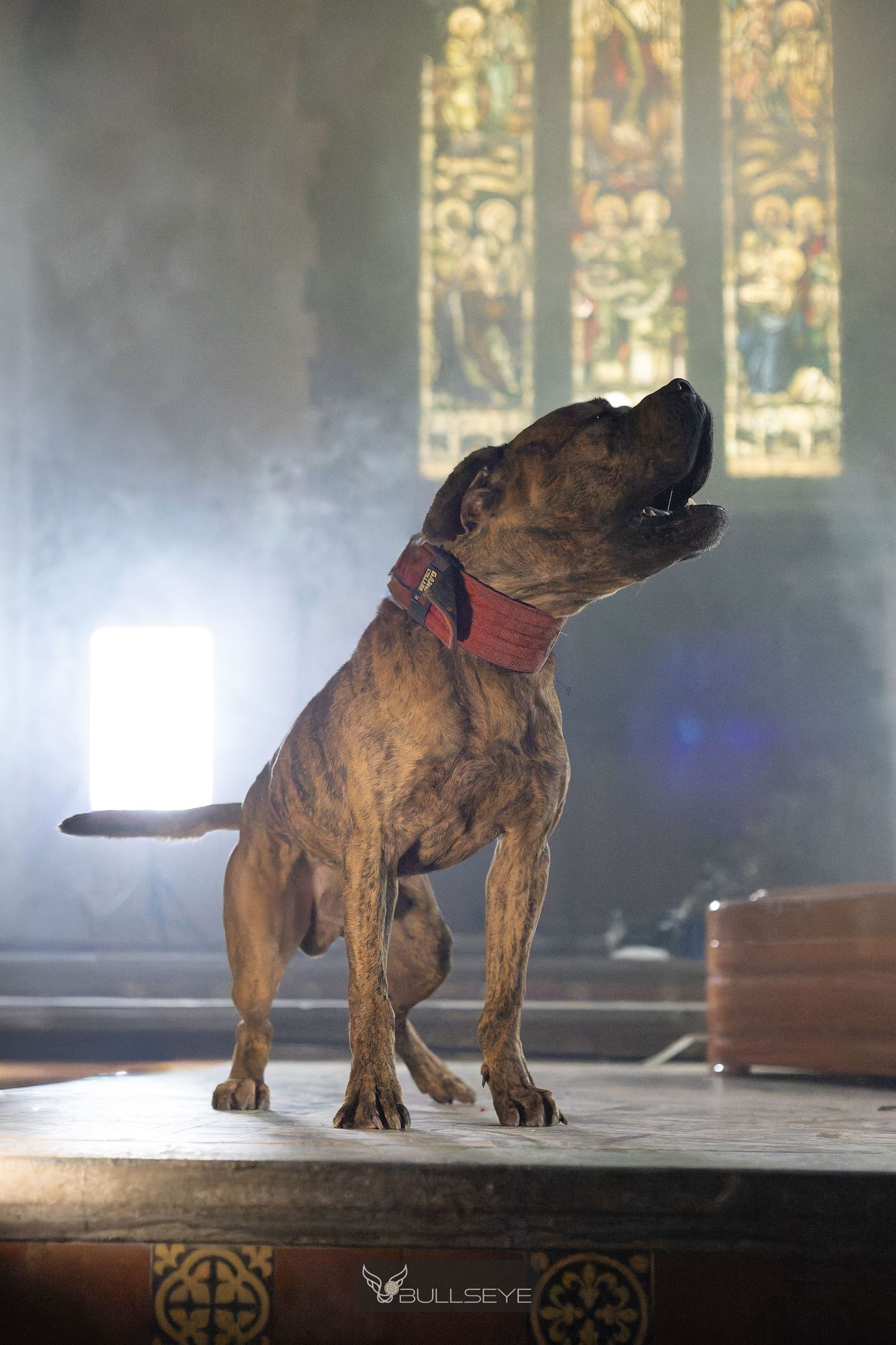 Brindle dog with red collar sitting proudly in a dramatic church setting with stained glass window and moody lighting.
