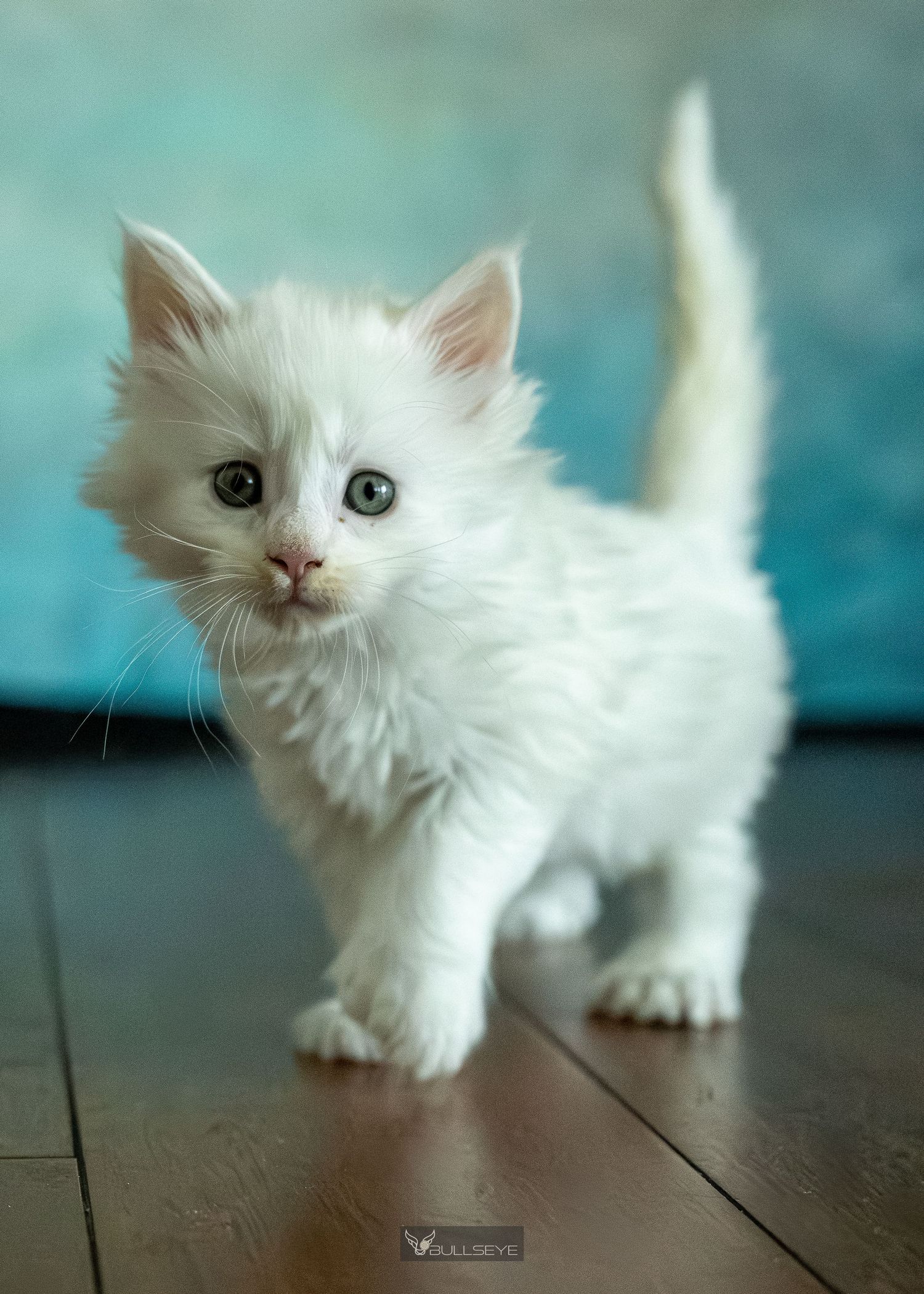 Fluffy white kitten explores wooden surface with inquisitive movements.