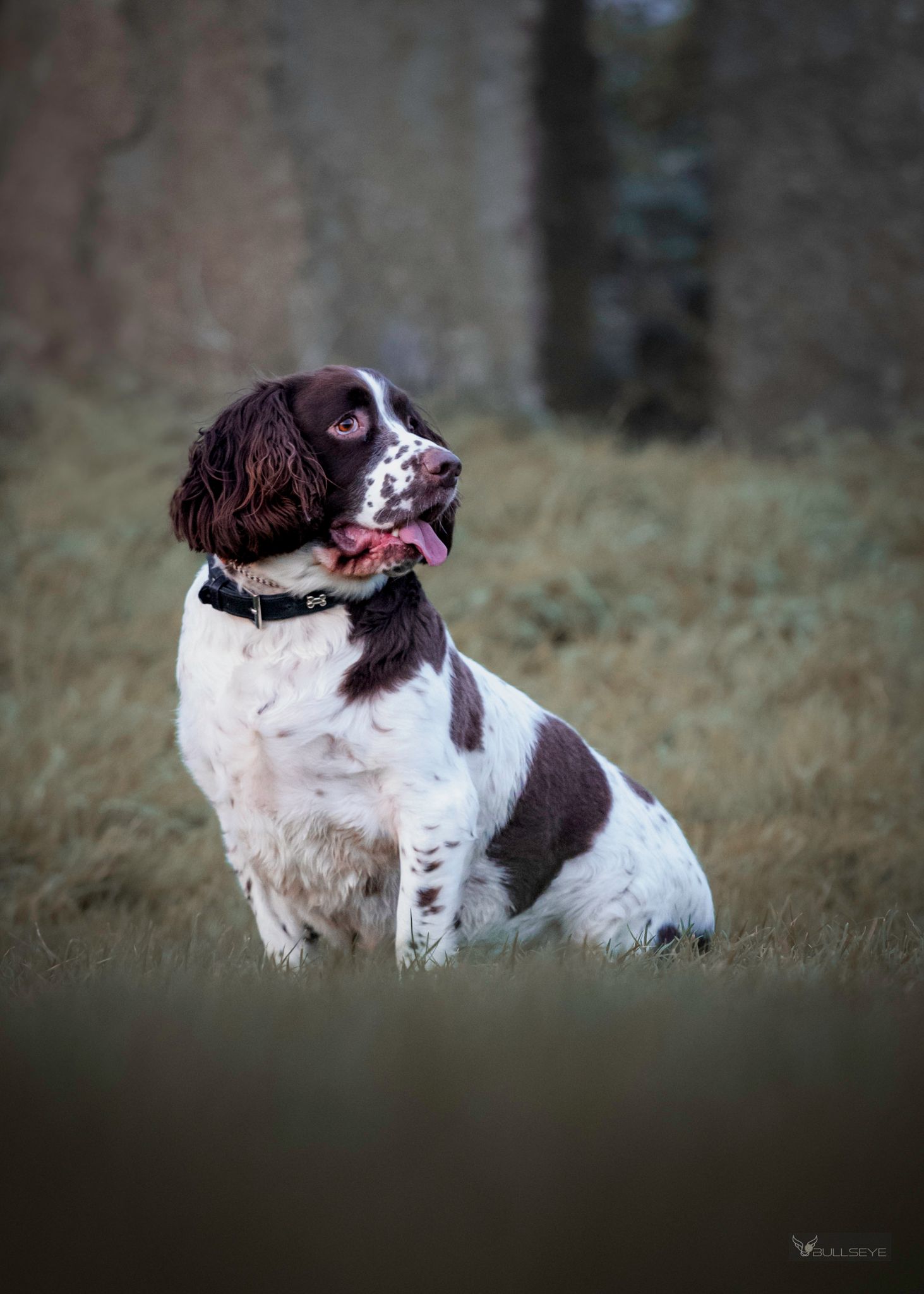 English Springer Spaniel sitting in grass with brown and white coat.