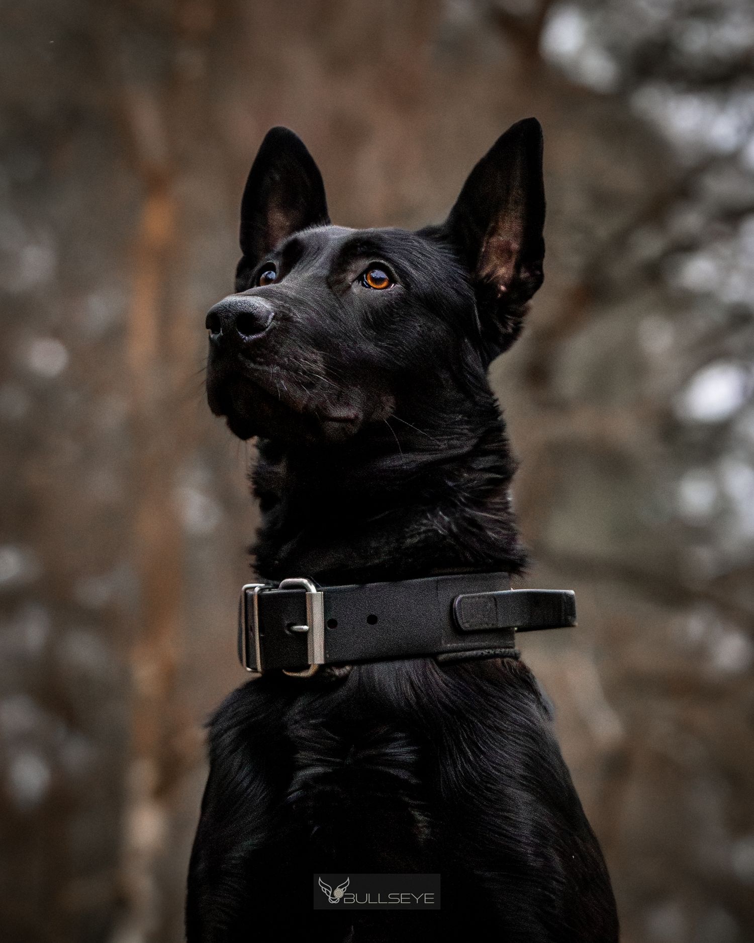 Close-up profile shots of black dog with leather collar in forest.