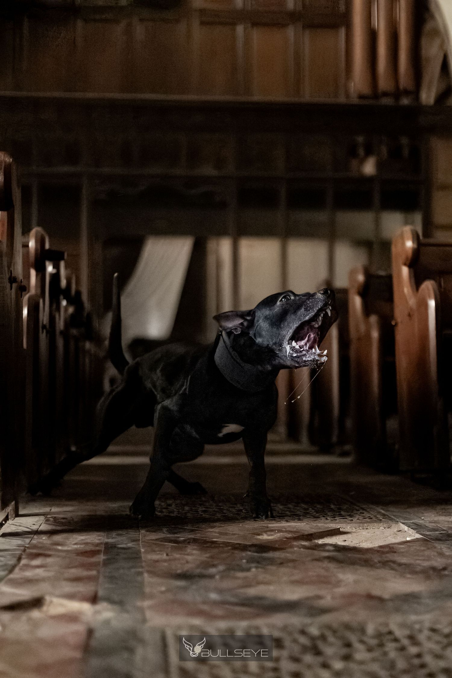 Dark silhouette of a dog in dramatic low-light indoor setting.