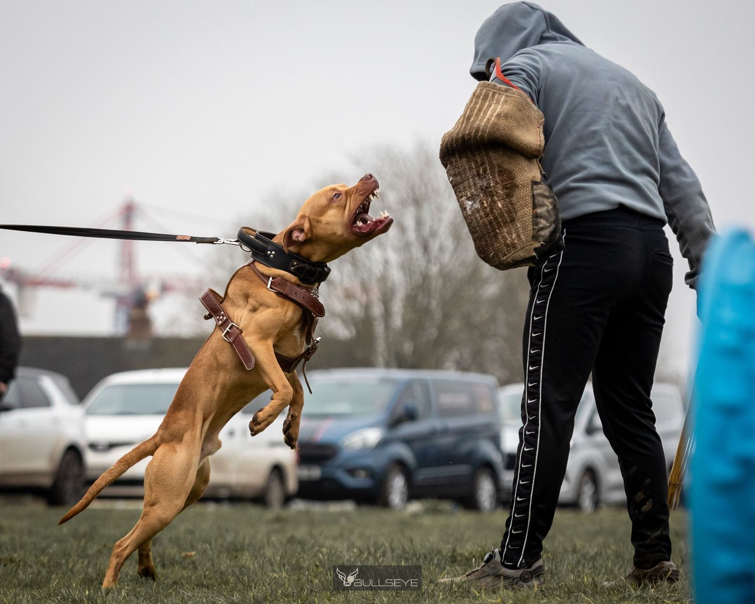 A brown dog jumping to bite a protective sleeve during training practice.