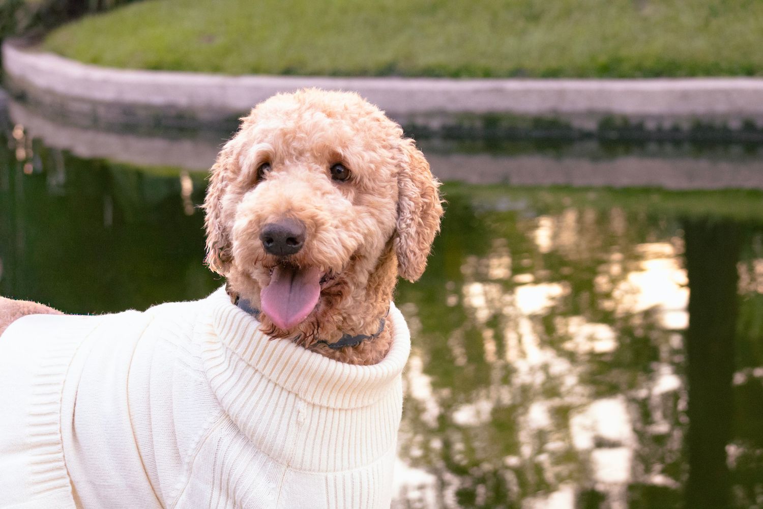 Portrait of two goldendoodles wearing matching cream sweaters by a pond.