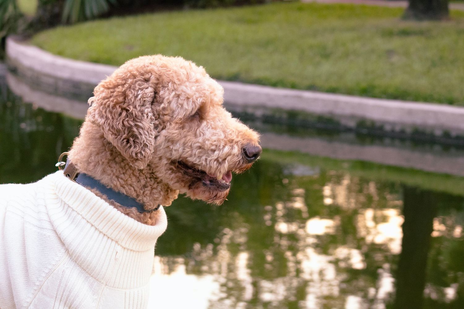 Golden doodle dog with curly fur looking to the side near a pond.