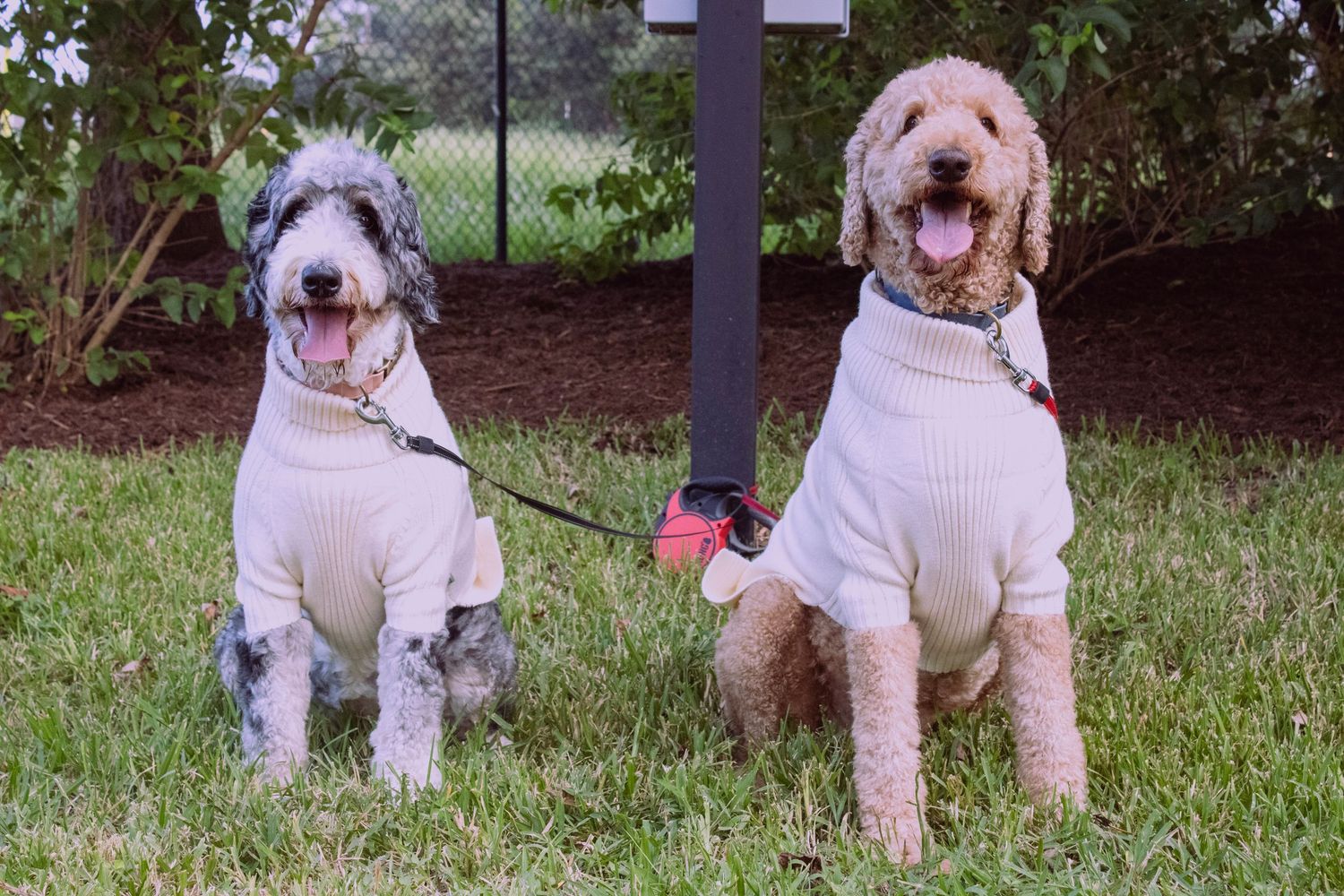 Two cream-colored doodle dogs wearing matching sweaters sit on grass during a photoshoot.