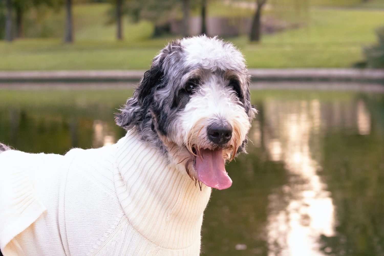 Close-up of a happy doodle dog wearing a cream sweater outdoors near water.