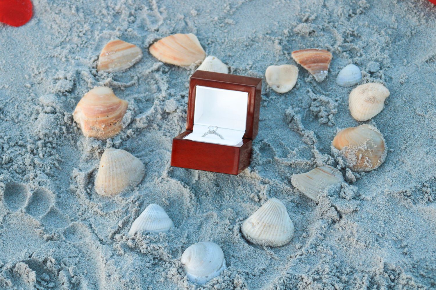 Seashells arranged in a decorative pattern on light blue textured background.
