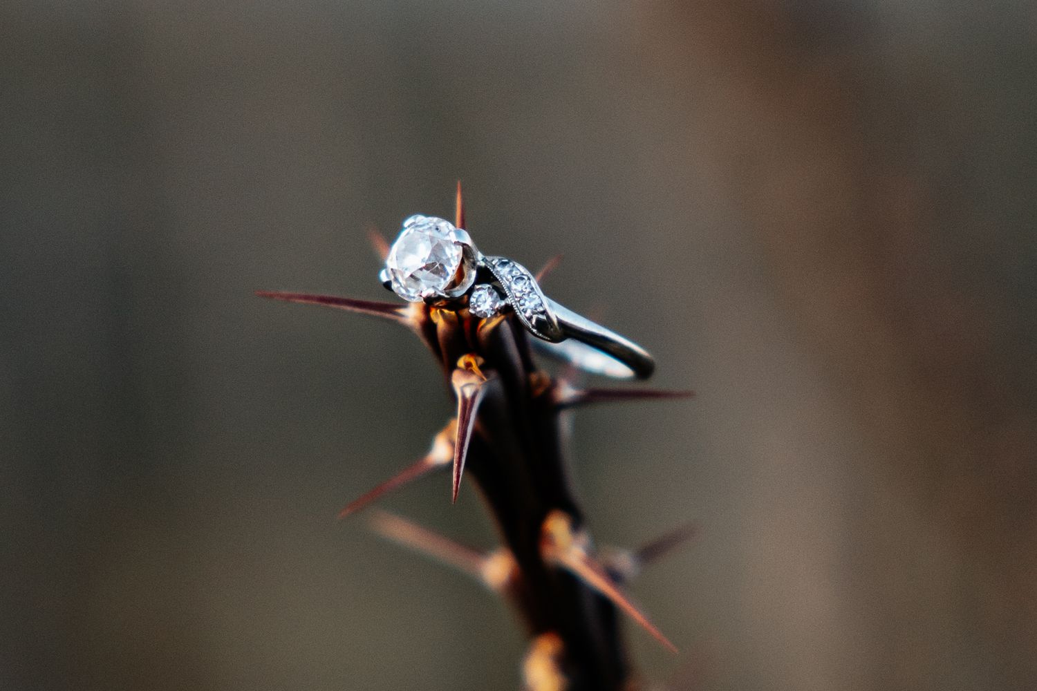 A detailed macro shot of small water droplets on thorny branches against a blurred brown background.