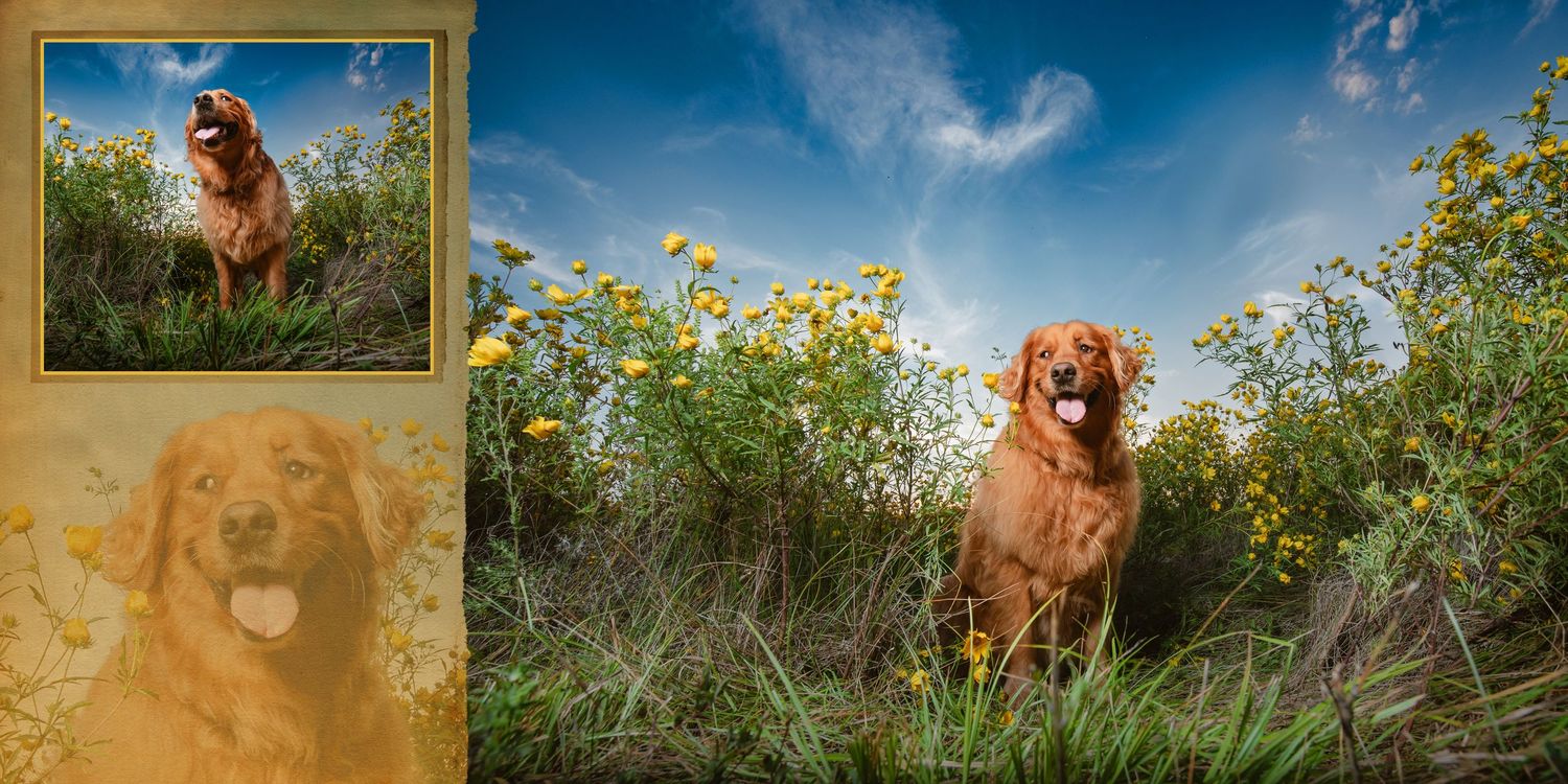 Golden Retriever dog sitting among yellow wildflowers in a sunny field with blue sky, featured in a warm-toned photo collage.