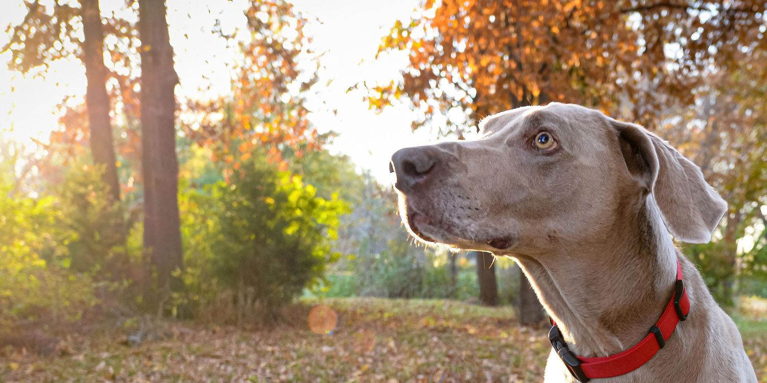 A Weimaraner dog with a red collar gazes alertly in a sunlit autumn park with colorful foliage.