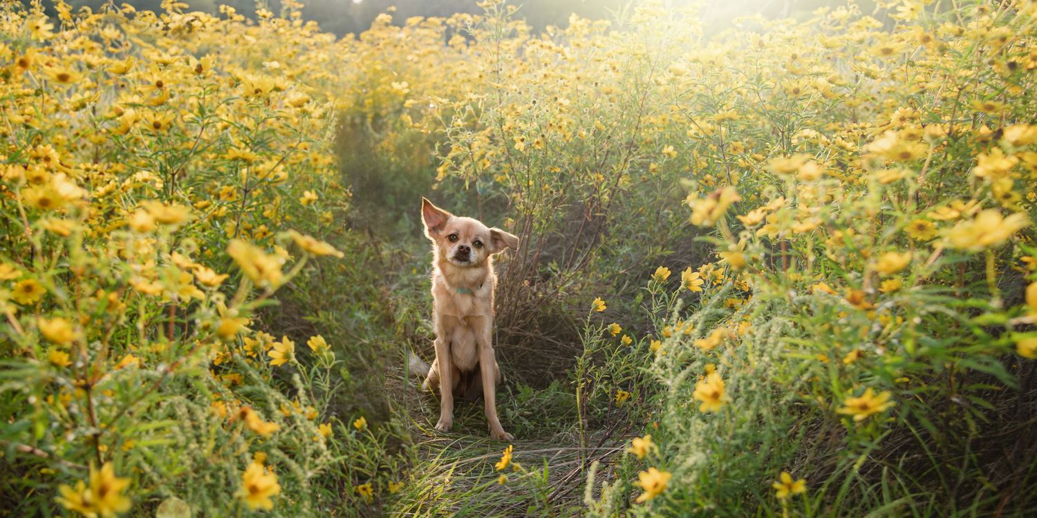 A golden Chihuahua sits peacefully among vibrant yellow wildflowers in a sunlit meadow.