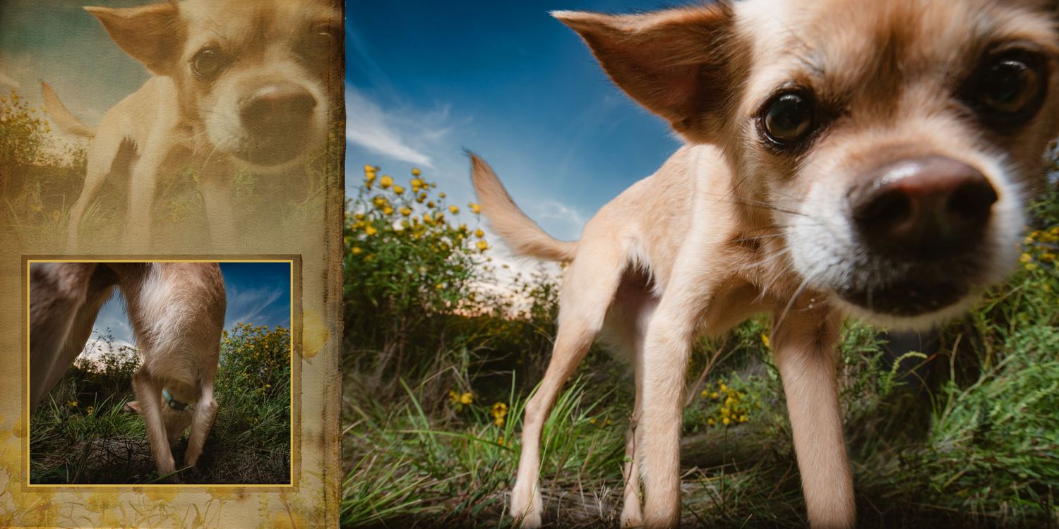 A curious Chihuahua dog explores a grassy outdoor area, with a close-up view from ground level under a blue sky.