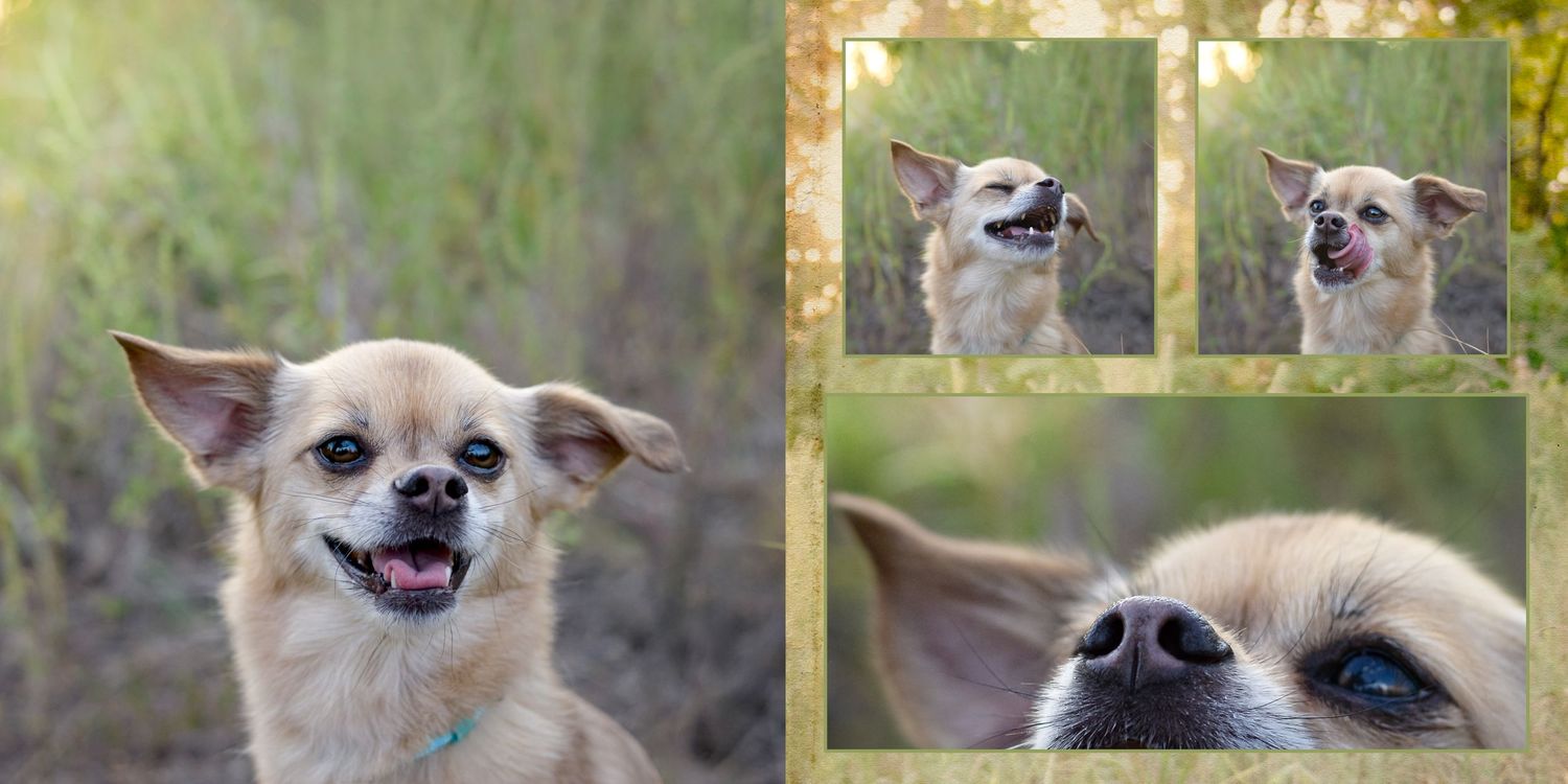 Adorable Chihuahua dog posing outdoors in a photo collage showing playful expressions and close-up details.