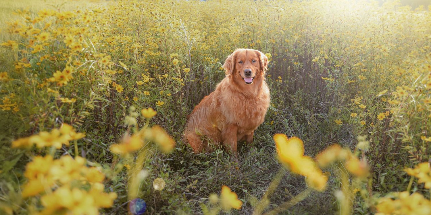 Golden retriever sitting in a vibrant field of yellow wildflowers on a sunny day.