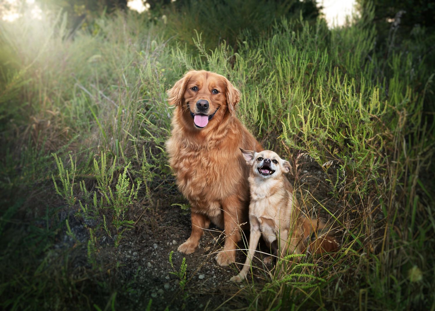 A golden retriever and small tan chihuahua sit together in lush green grass with warm sunlight glowing behind them.