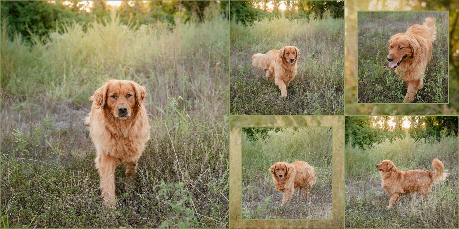 A golden retriever dog exploring a lush green meadow field during golden hour sunset photography session.