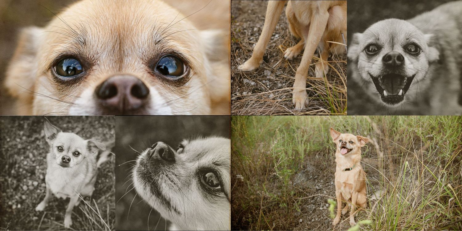 A collage of six close-up and full-body photos of a small Chihuahua dog in various outdoor settings.