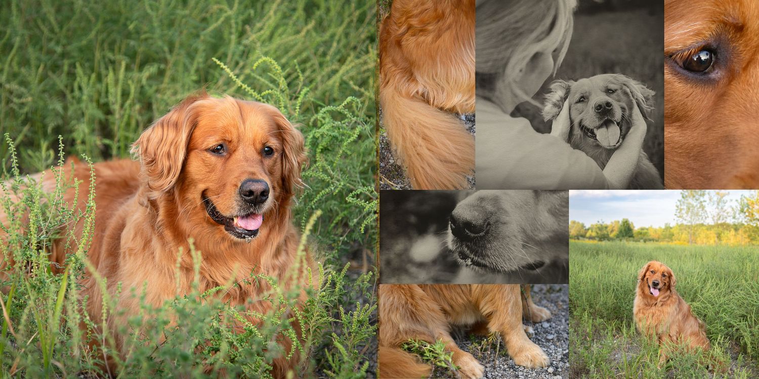 A happy golden retriever dog sitting in lush green grass, with a collage of close-up portraits in warm tones.