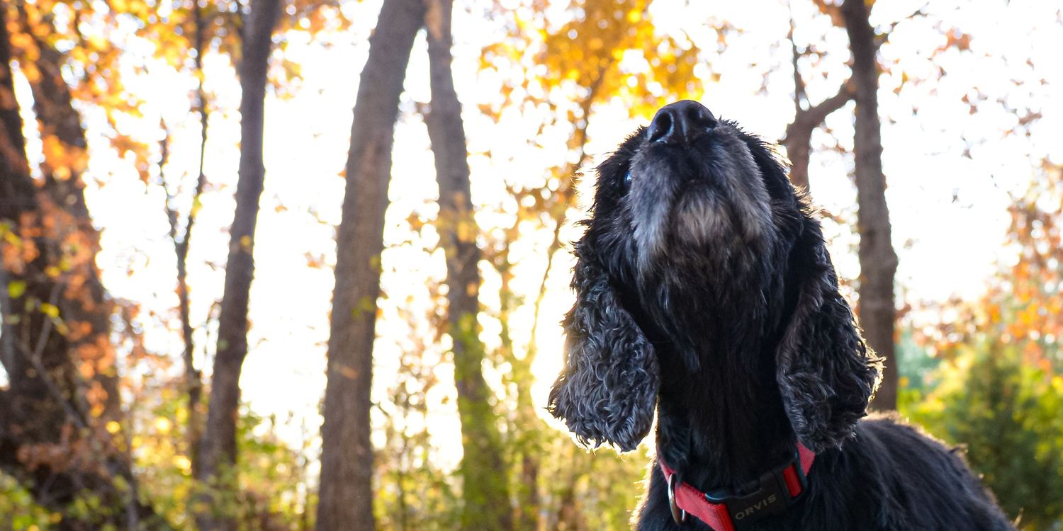 Black cocker spaniel dog looking up in autumn forest with colorful fall foliage and trees in background.