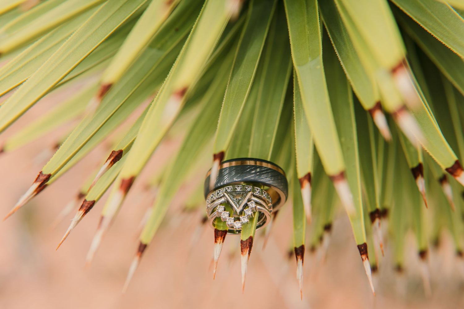 Close-up detail of spiky green yucca plant leaves in soft natural lighting.