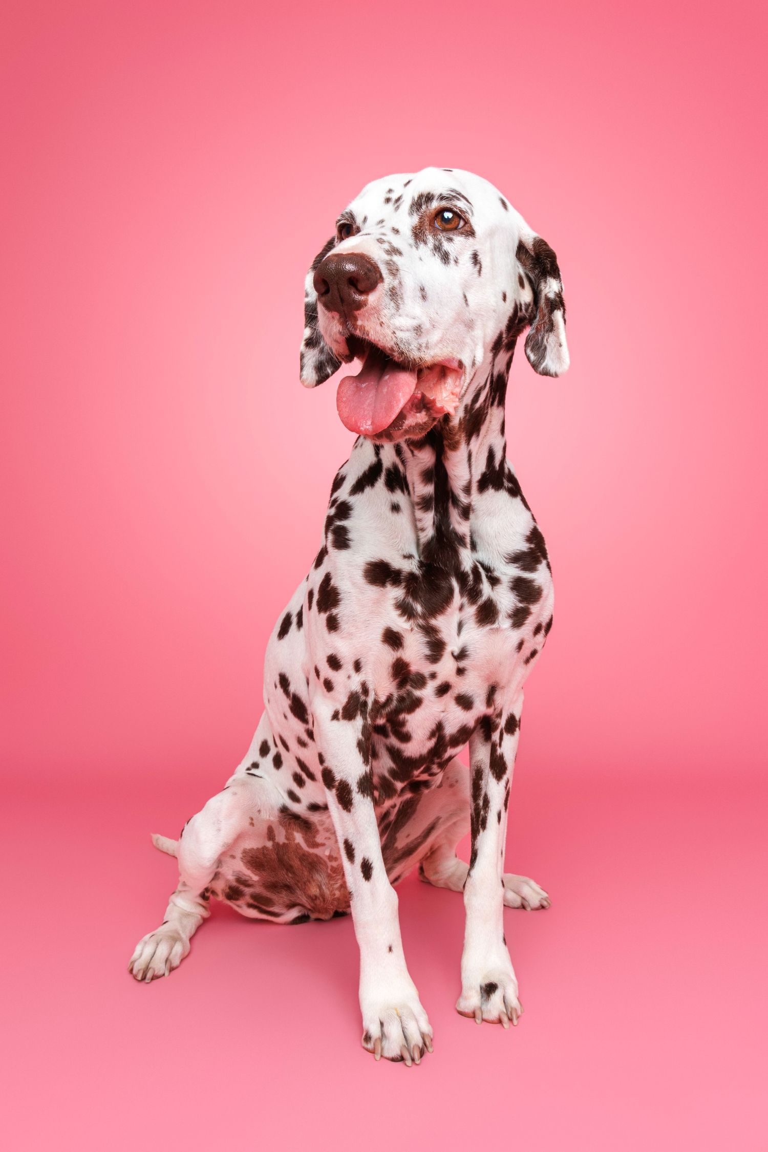Dalmatian posing on a pink backdrop, captured by Perth dog photographer