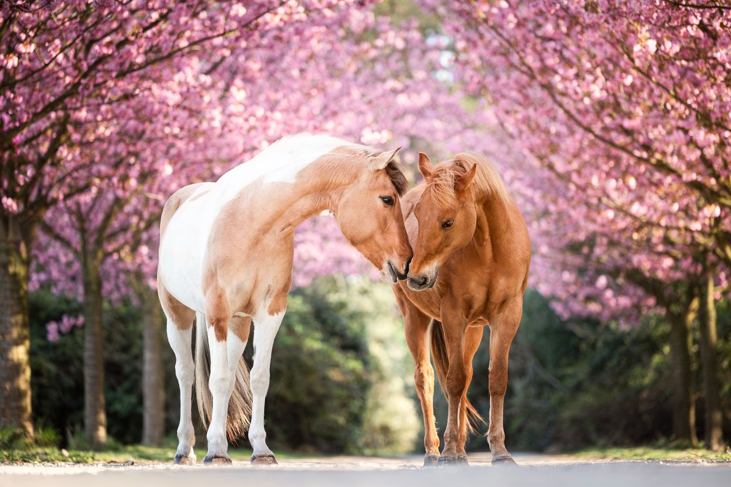 quarterhorse en fjordkruising, deze 2 paarden werden gefotografeerd onder de roze kersenbloesems