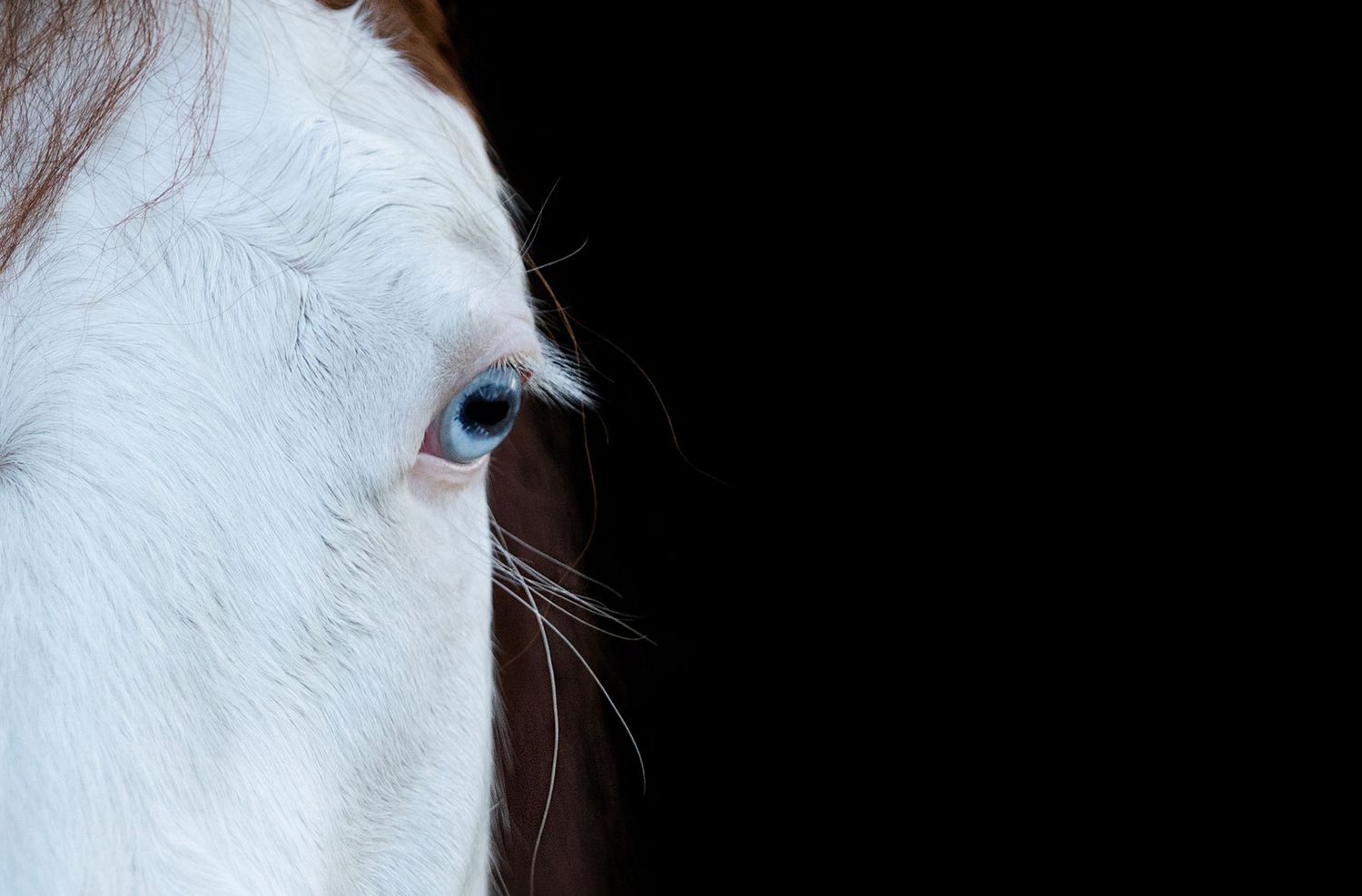 Quarterhorse tegen een zwarte achtergrond