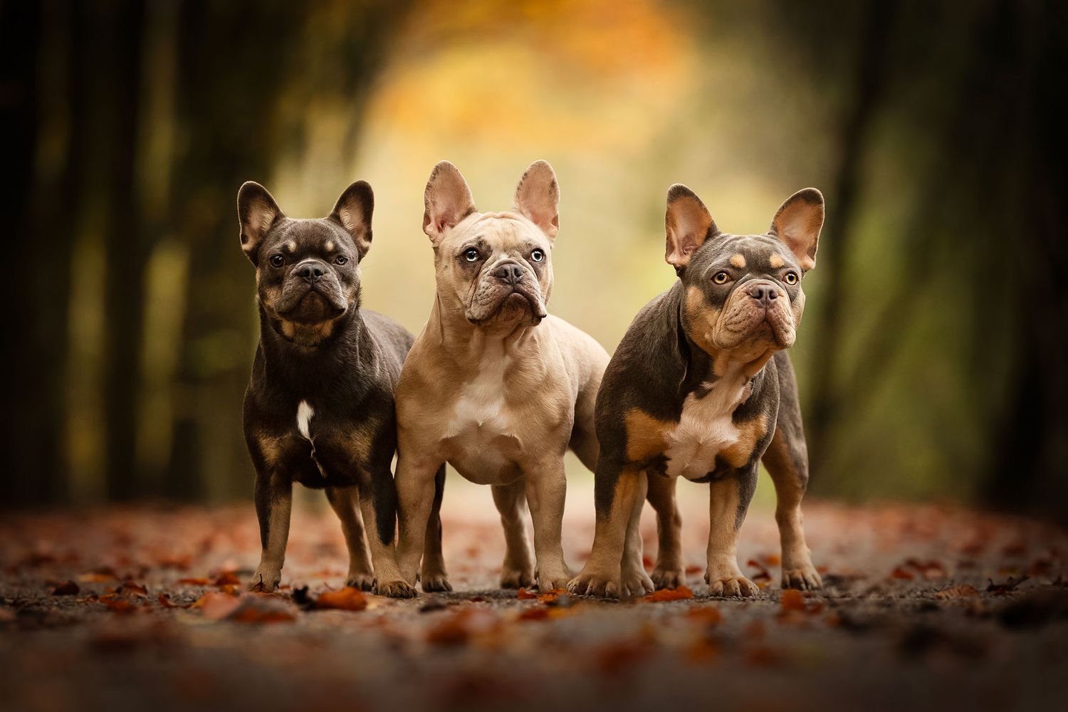 3 mooie bulldogs bij elkaar in de mooie herfstkleuren