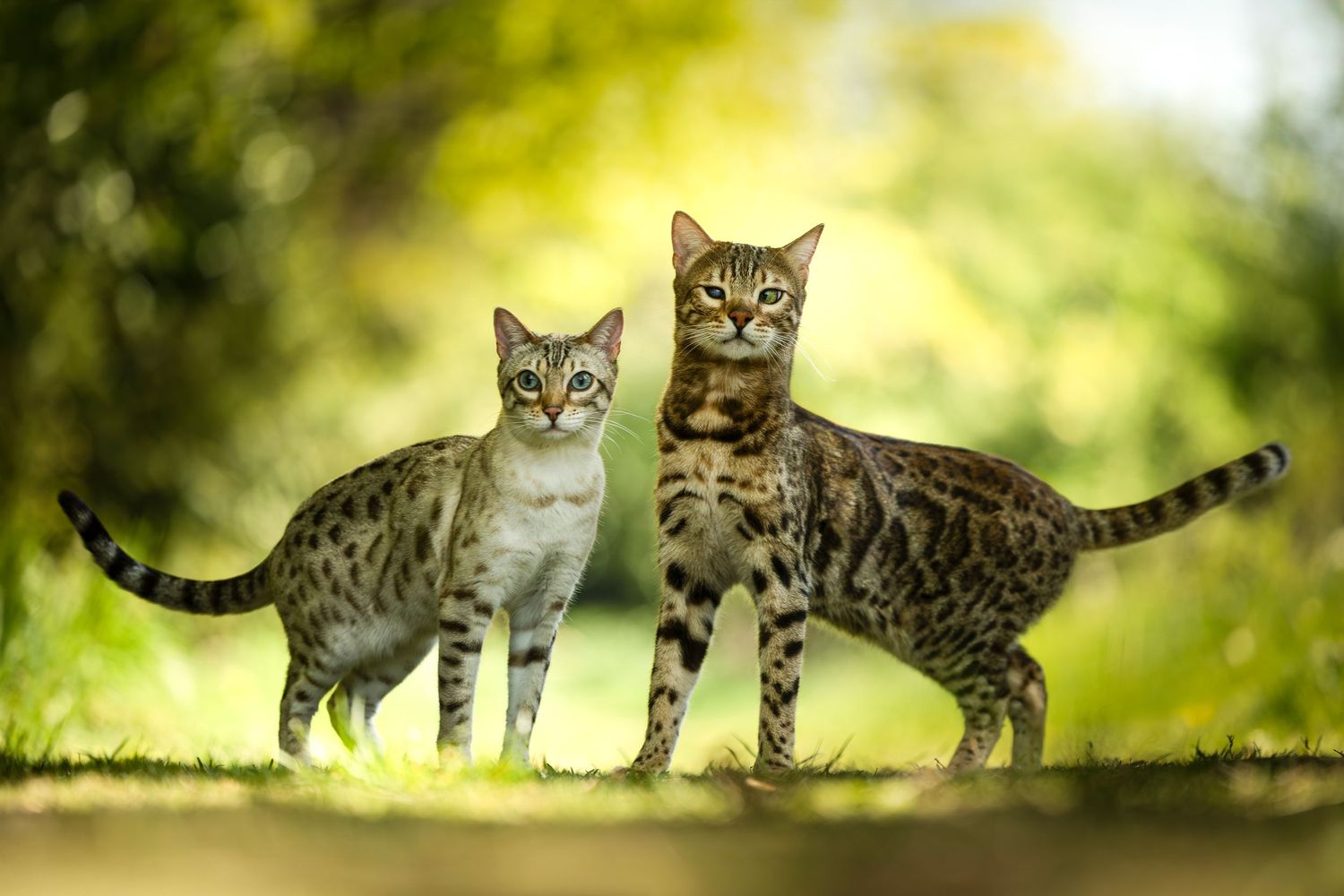 2 bengaalse katten  in de natuur gefotografeerd